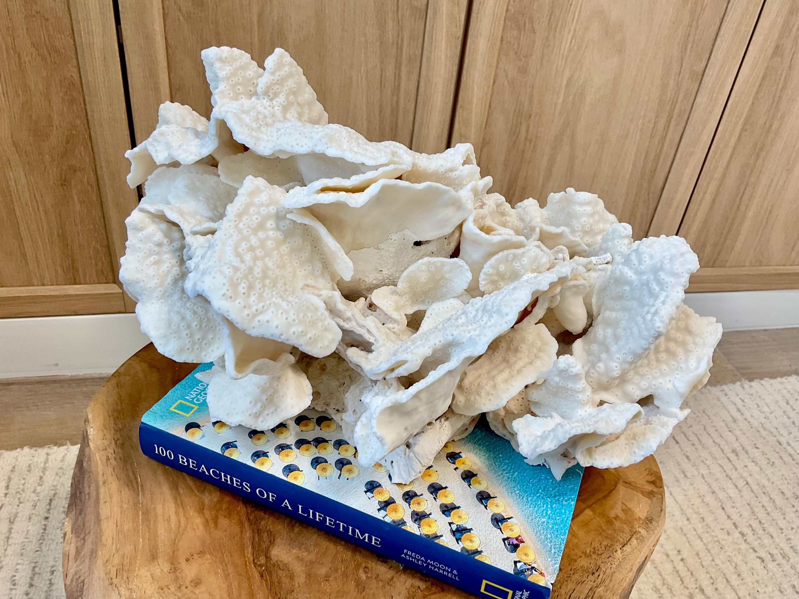 Natural Black Cup Coral Fossil Specimen: 14.5x10x7" Beach House Coastal Décor - Image 5