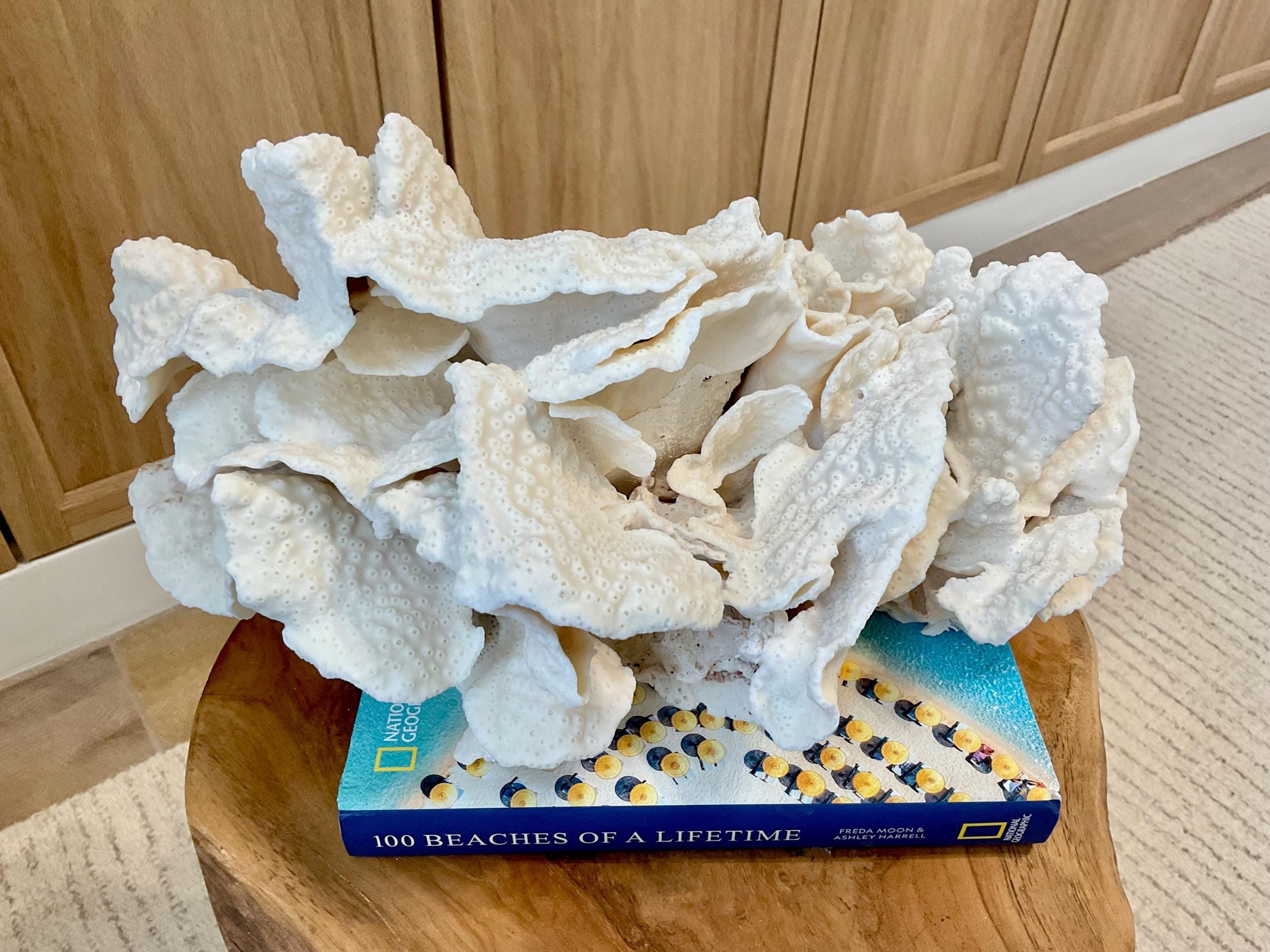 Natural Black Cup Coral Fossil Specimen: 14.5x10x7" Beach House Coastal Décor - Image 6