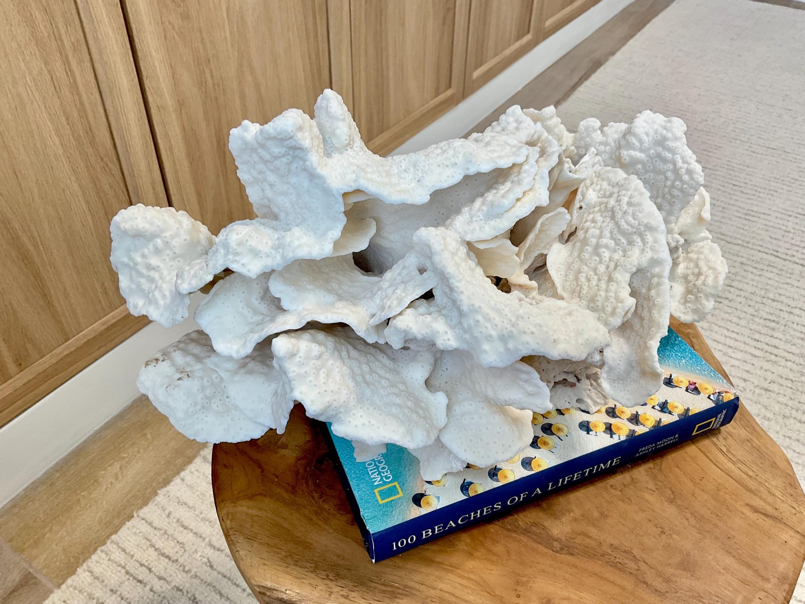 Natural Black Cup Coral Fossil Specimen: 14.5x10x7" Beach House Coastal Décor - Image 7