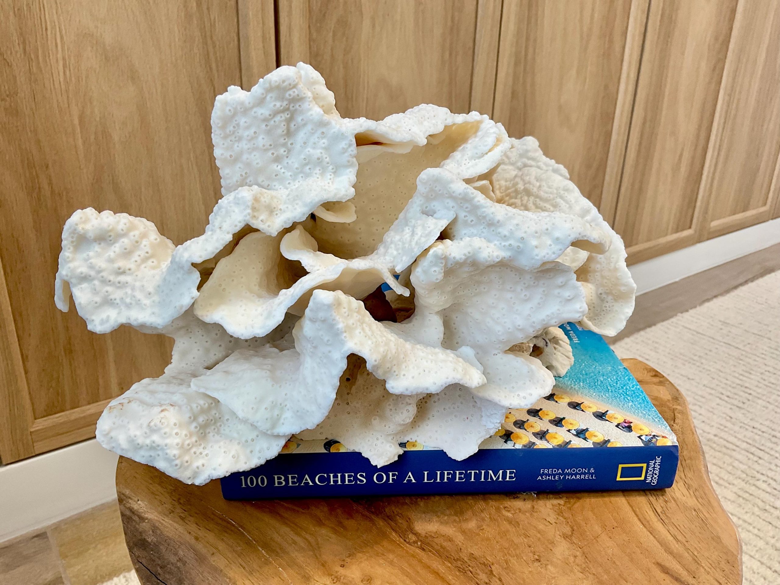 Natural Black Cup Coral Fossil Specimen: 14.5x10x7" Beach House Coastal Décor - Image 8