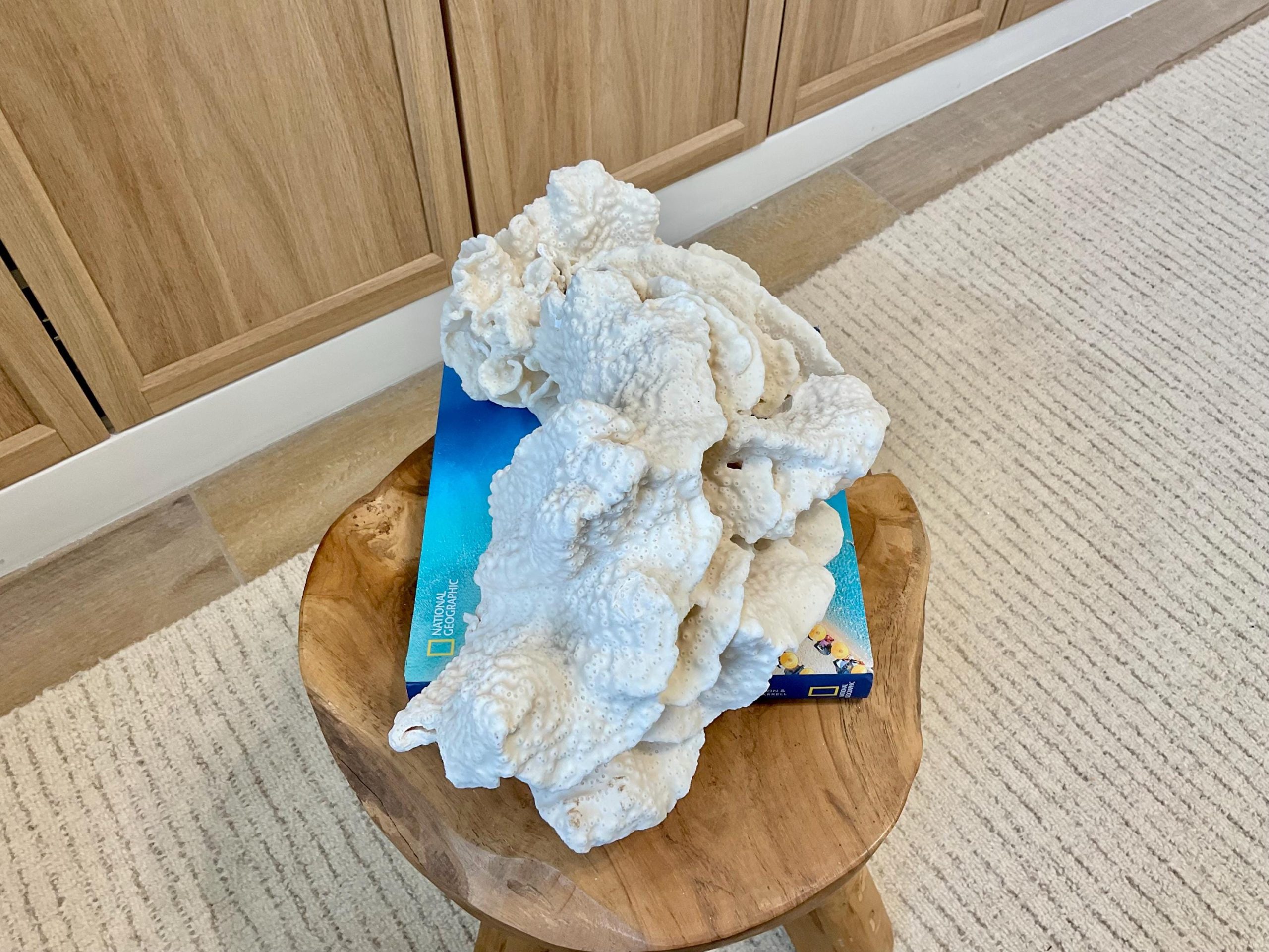 Natural Black Cup Coral Fossil Specimen: 14.5x10x7" Beach House Coastal Décor - Image 9