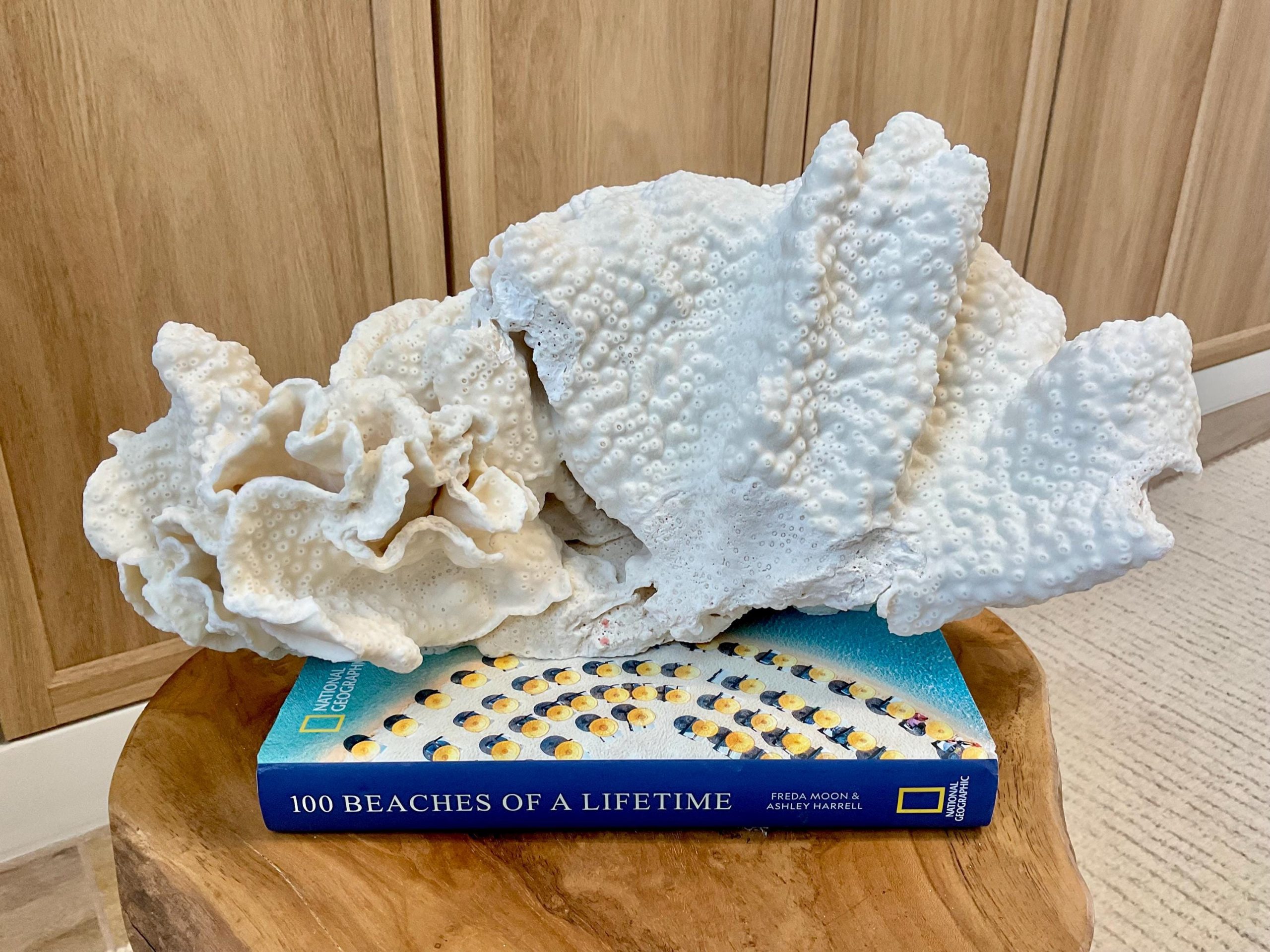 Natural Black Cup Coral Fossil Specimen: 14.5x10x7" Beach House Coastal Décor - Image 12