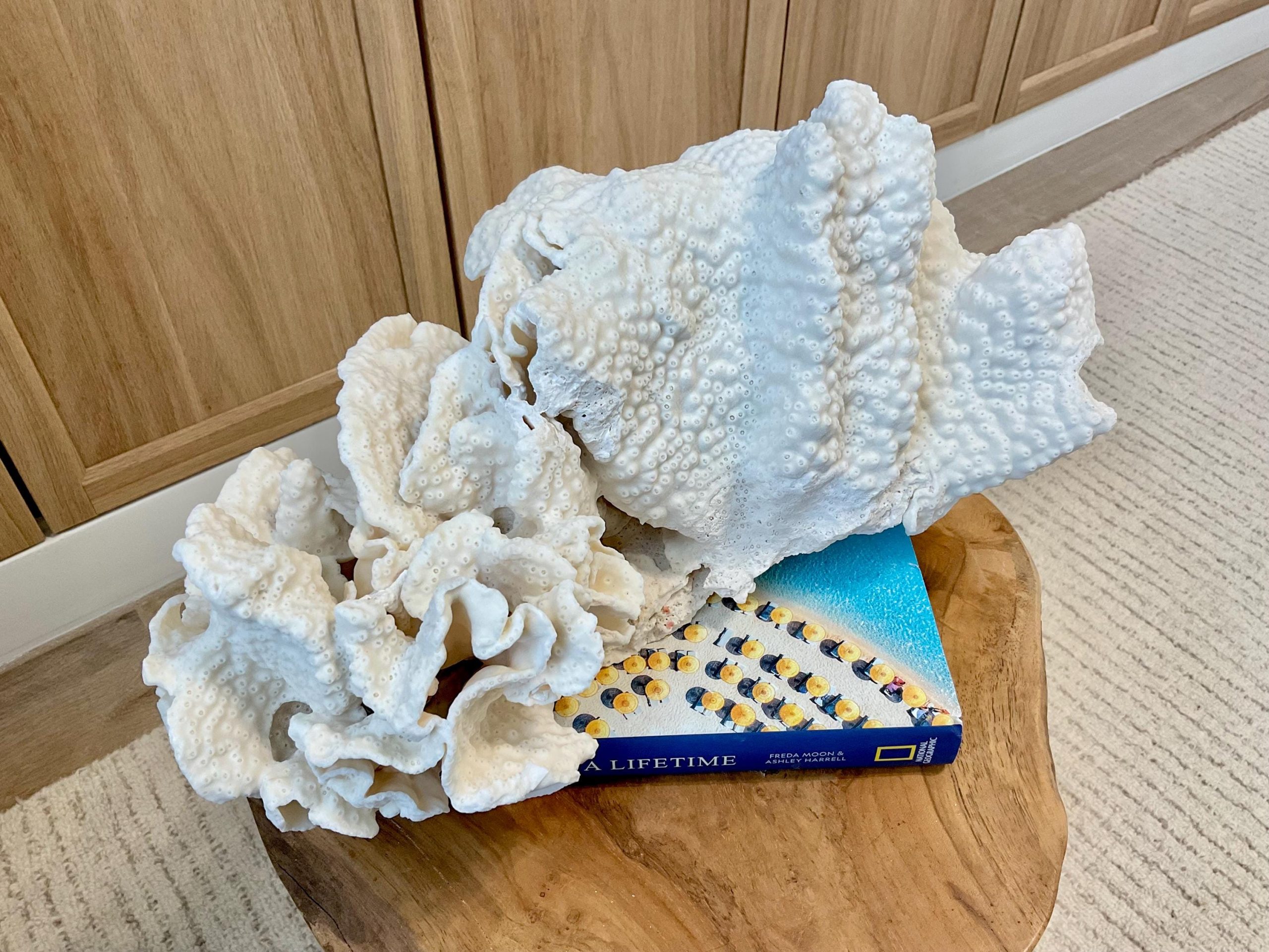 Natural Black Cup Coral Fossil Specimen: 14.5x10x7" Beach House Coastal Décor - Image 16