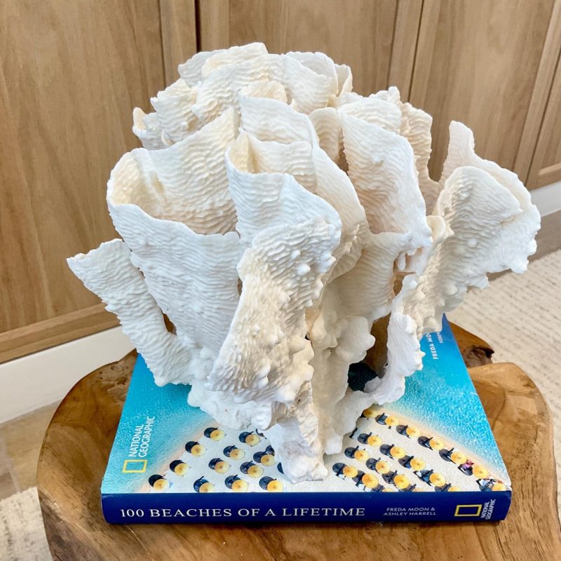 Natural Rugosa Coral Fossil Specimen: 10"x9.5"x7.5" Coastal Beach Home Décor