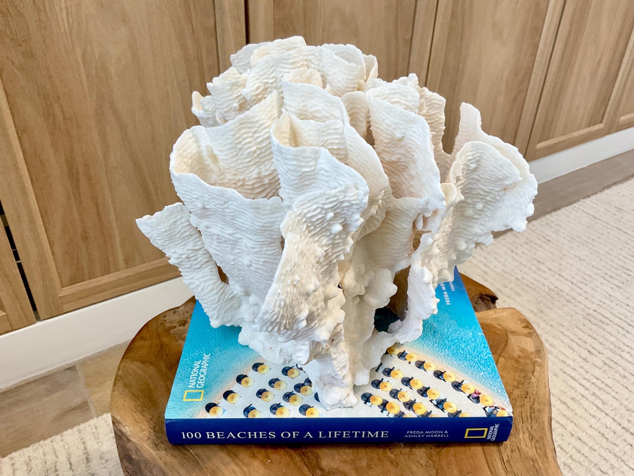 Natural Rugosa Coral Fossil Specimen: 10"x9.5"x7.5" Coastal Beach Home Décor