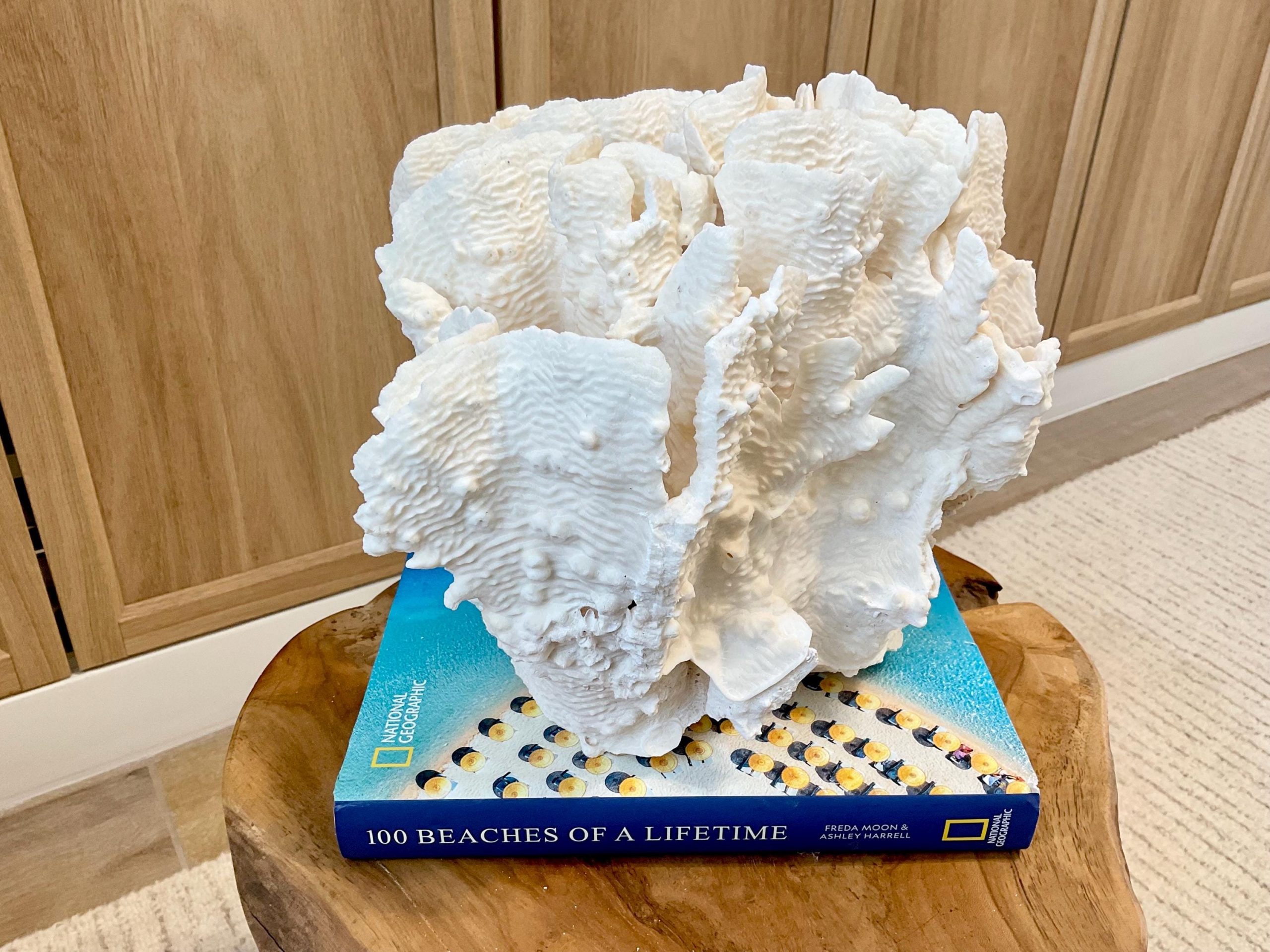 Natural Rugosa Coral Fossil Specimen: 10"x9.5"x7.5" Coastal Beach Home Décor - Image 7