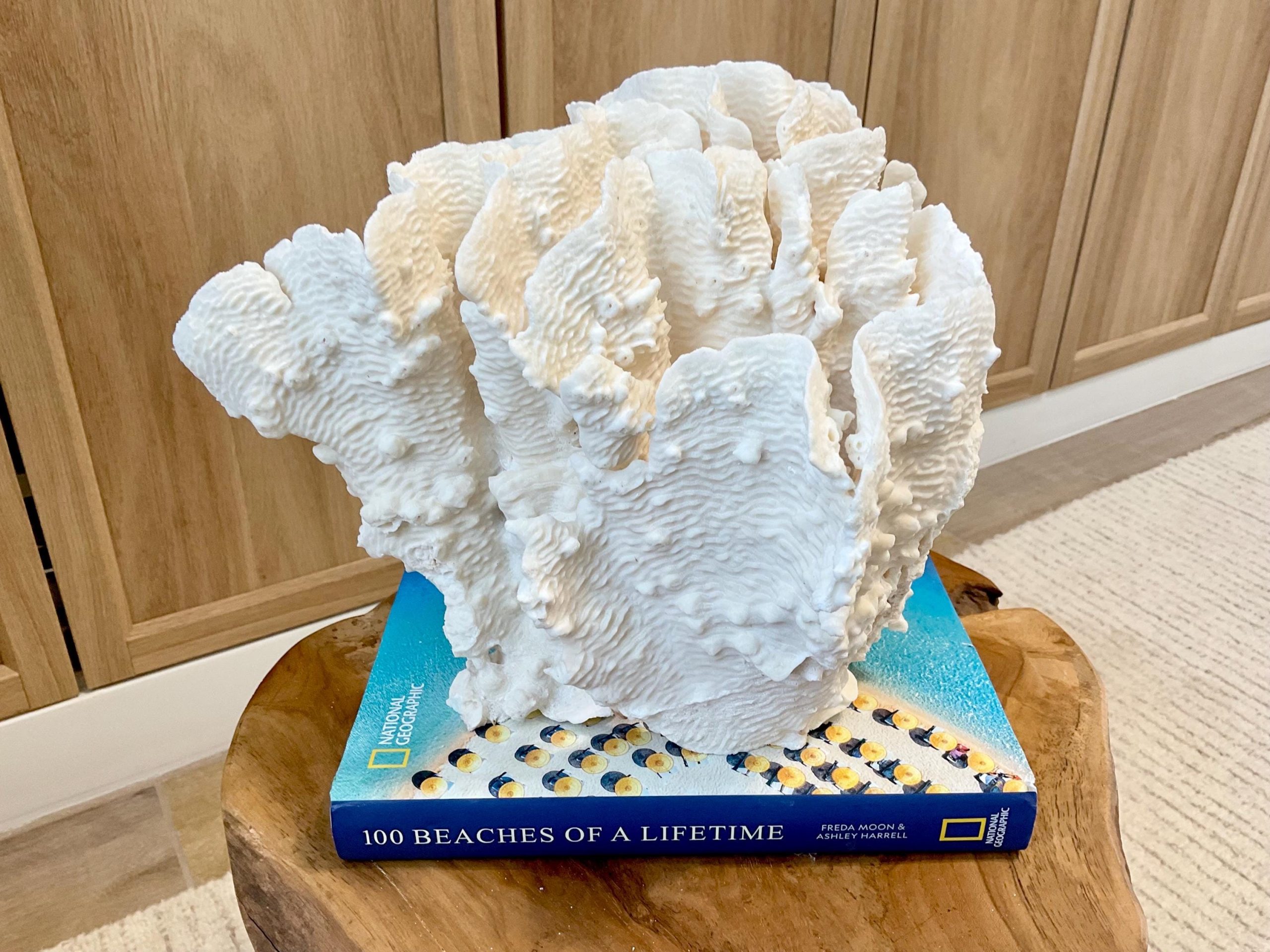 Natural Rugosa Coral Fossil Specimen: 10"x9.5"x7.5" Coastal Beach Home Décor - Image 11