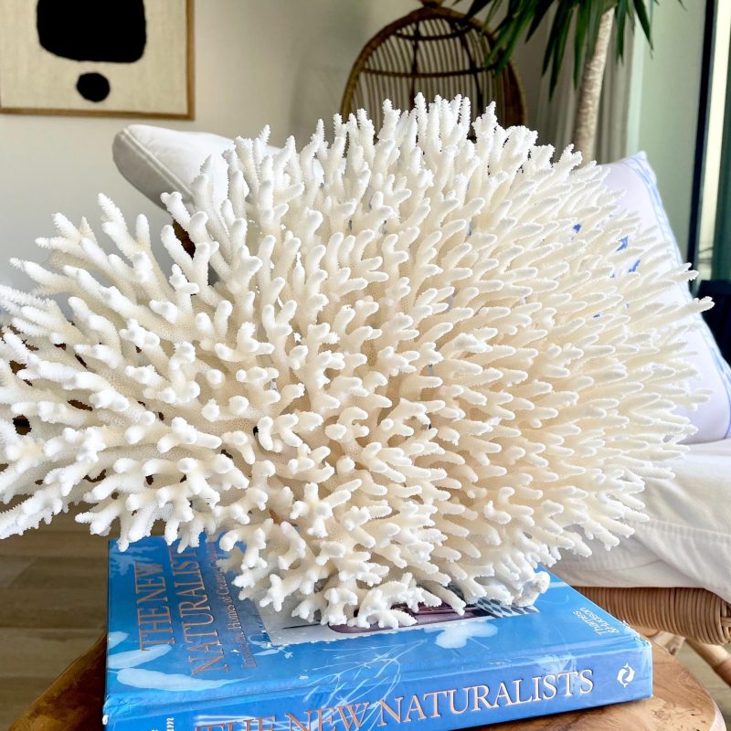 Natural TABLE CORAL 14.5" x 11" x 5.5" White Fossil Specimen Coastal Beach House Décor
