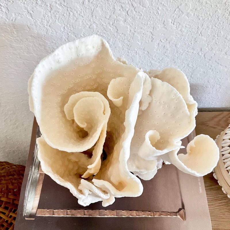 Natural Spiral Cup Coral Fossil Specimen: 9x7.5x8" Beach House Coastal Décor