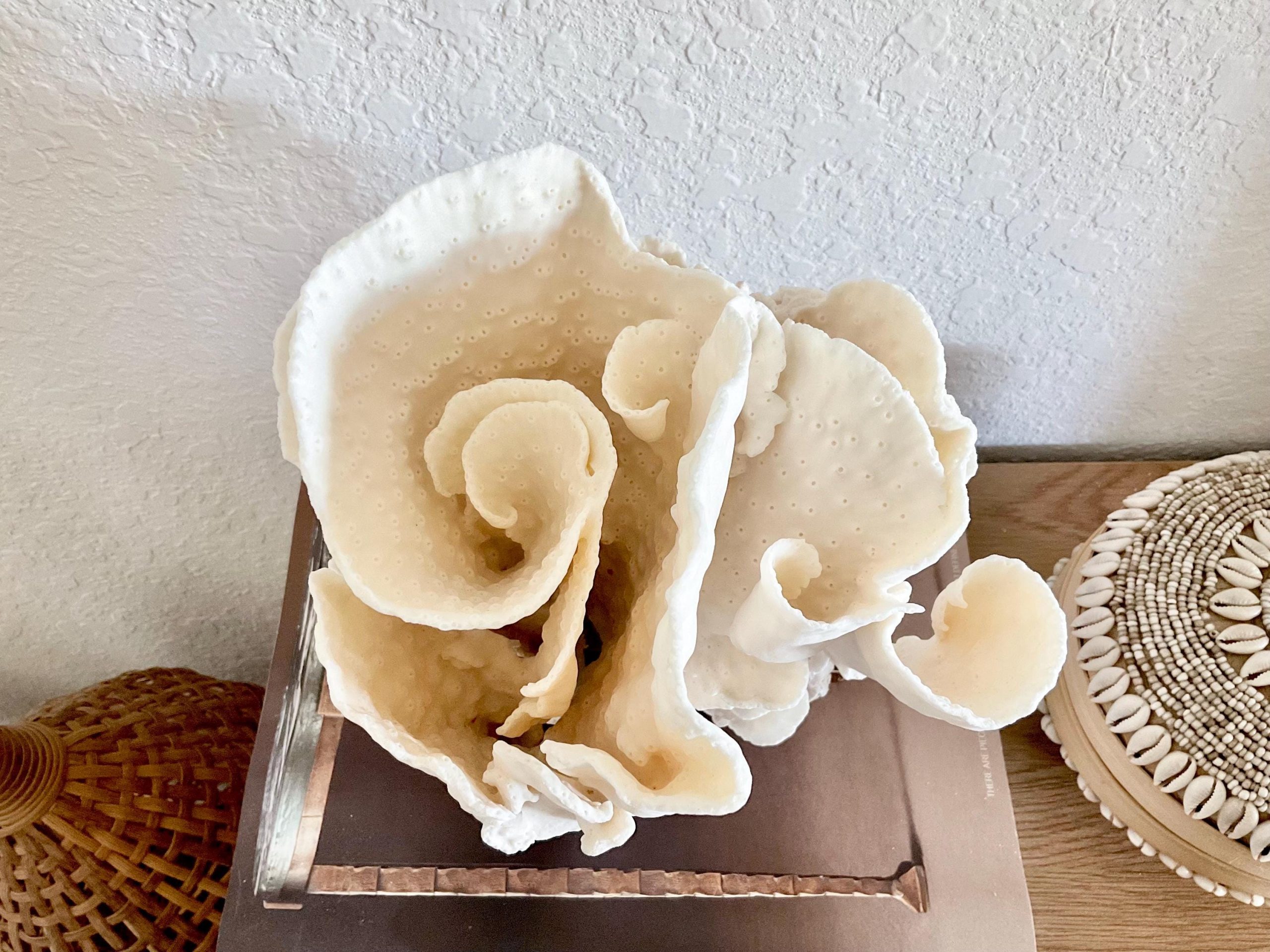 Natural Spiral Cup Coral Fossil Specimen: 9x7.5x8" Beach House Coastal Décor