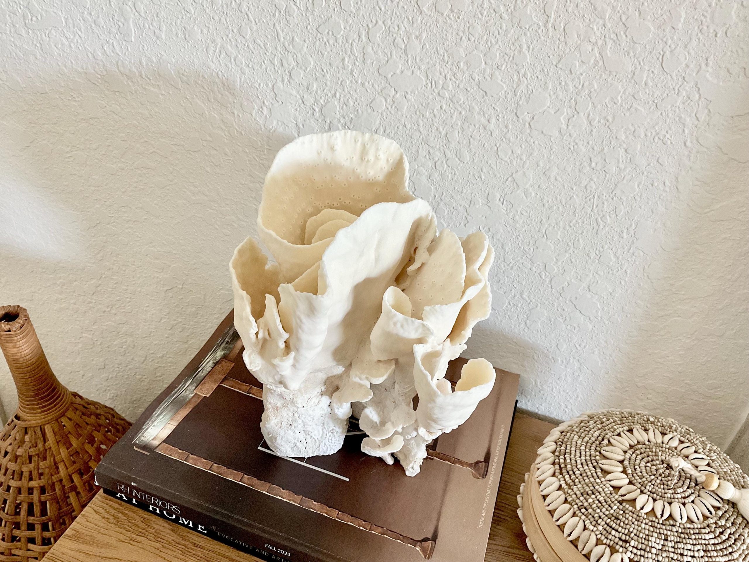 Natural Spiral Cup Coral Fossil Specimen: 9x7.5x8" Beach House Coastal Décor - Image 9