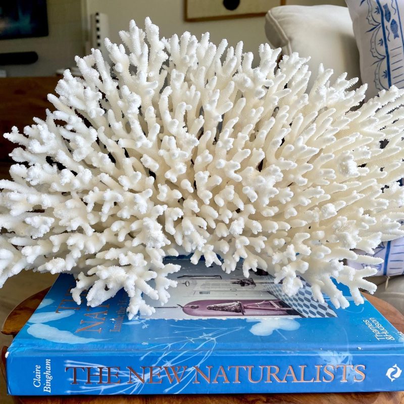 Natural TABLE CORAL 14" x 8.75" x 6" White Fossil Specimen Coastal Beach House Décor