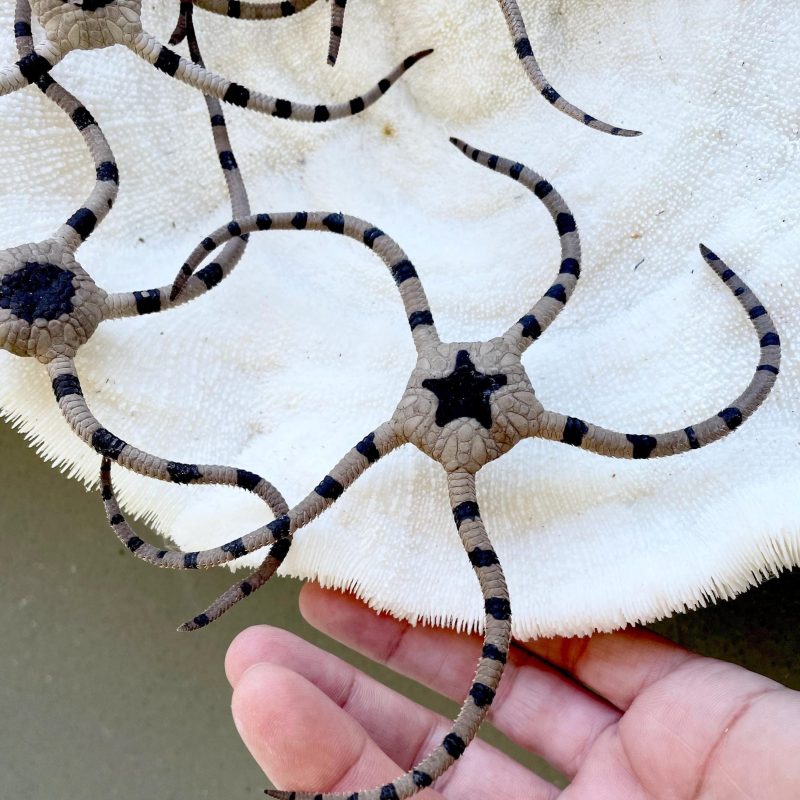 Preserved Brittle Stars: 5-7" *You Choose Size* Dried Rare Ocean Specimen