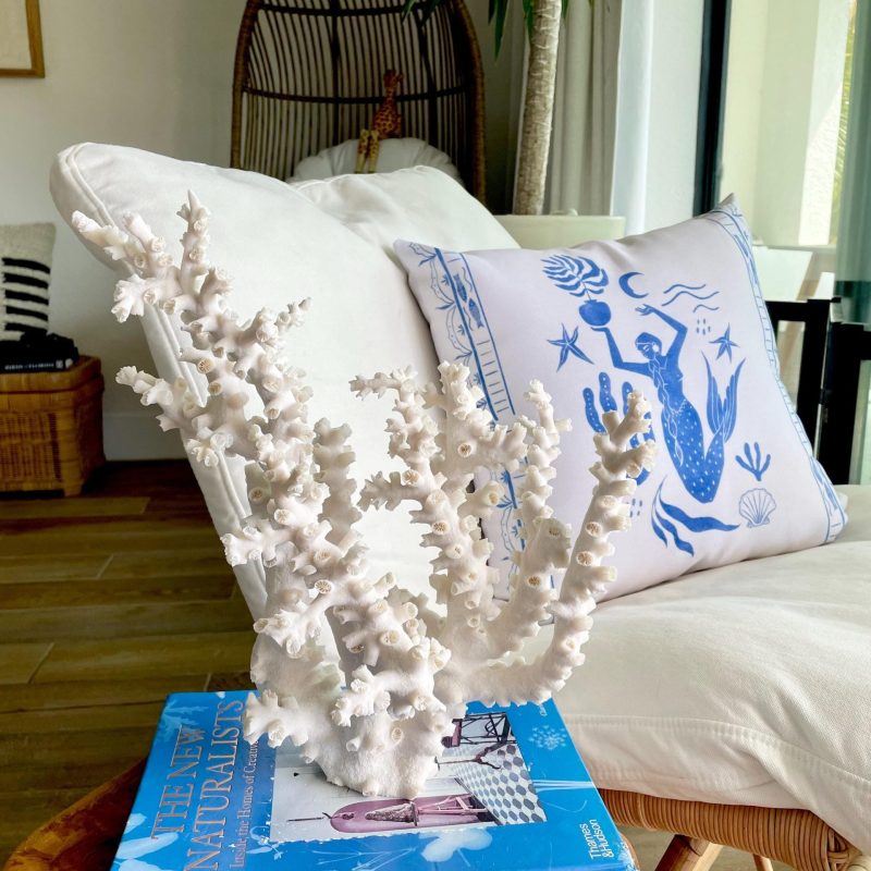 Natural Octopus Coral Fossil Display: 13"x12"x5" Coastal Beach Home Décor