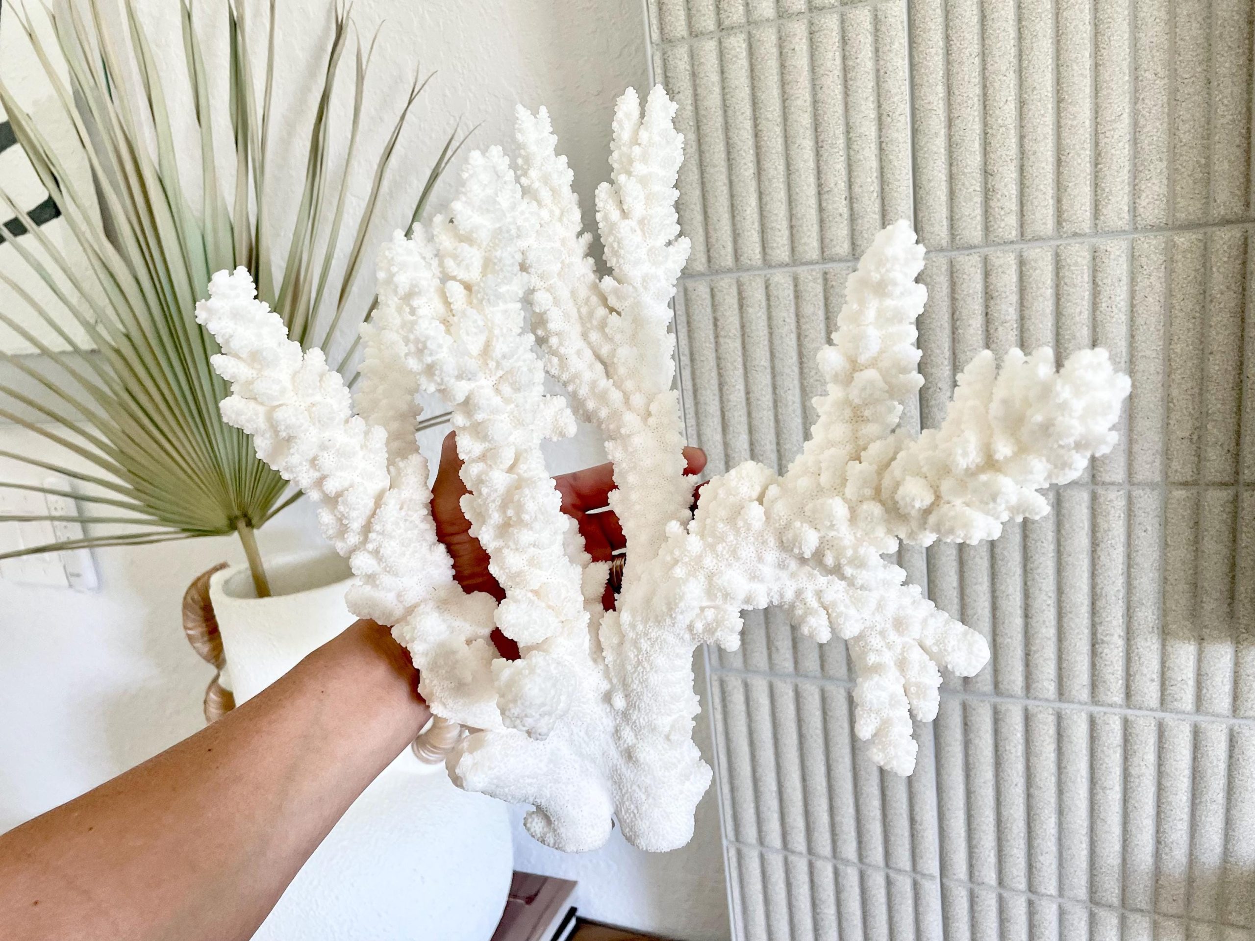 Branch Coral Fossil Specimen: 13" x 12"x 8" Coastal Beach House Décor - Image 11