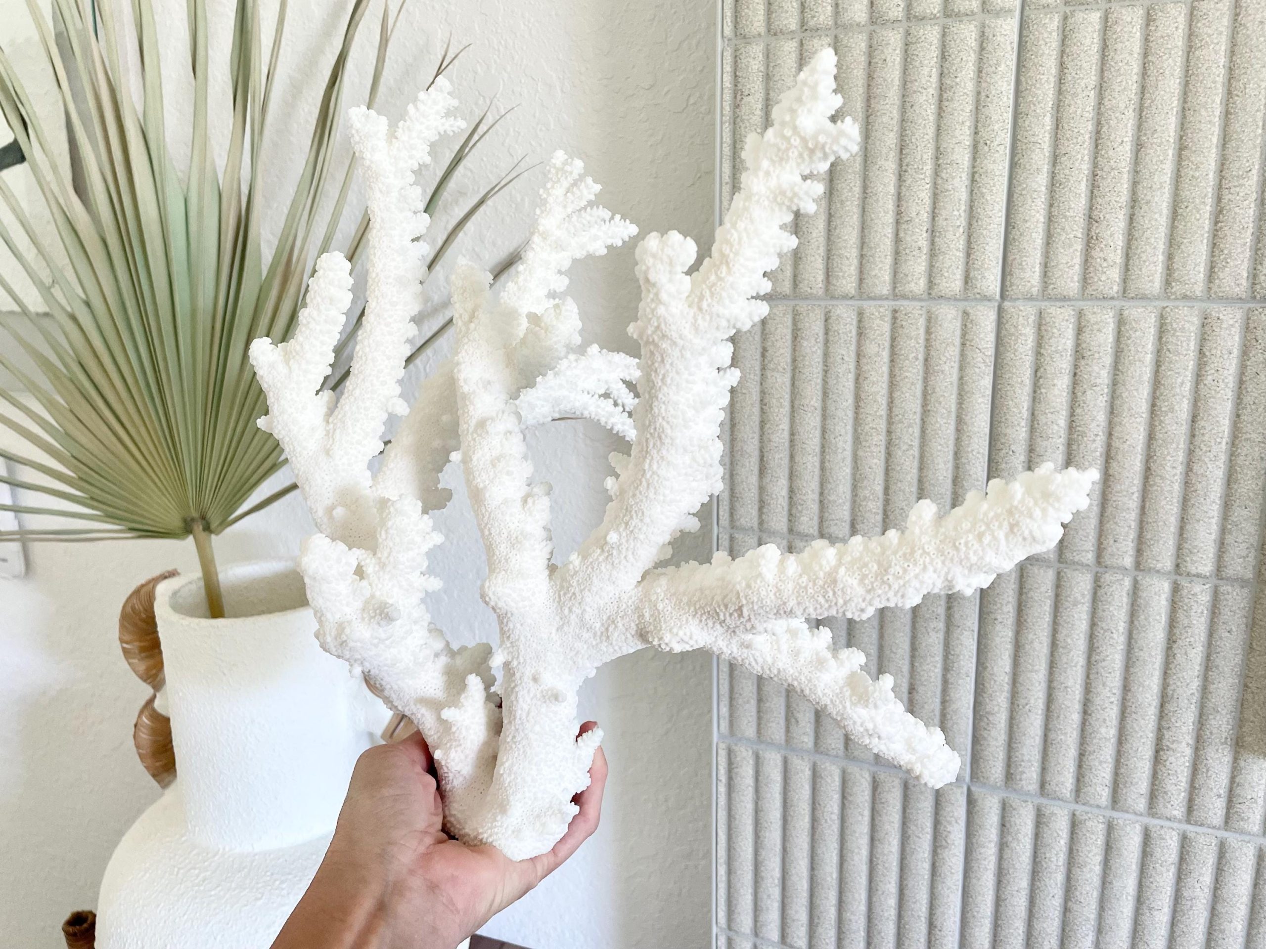 Branch Coral Fossil Specimen: 13.75" x 13"x 9.5" Coastal Beach House Décor - Image 4