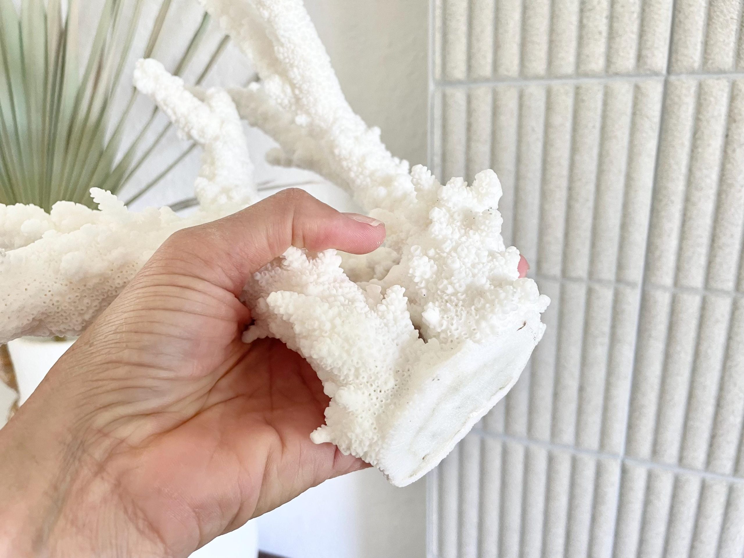 Branch Coral Fossil Specimen: 13.75" x 13"x 9.5" Coastal Beach House Décor - Image 5