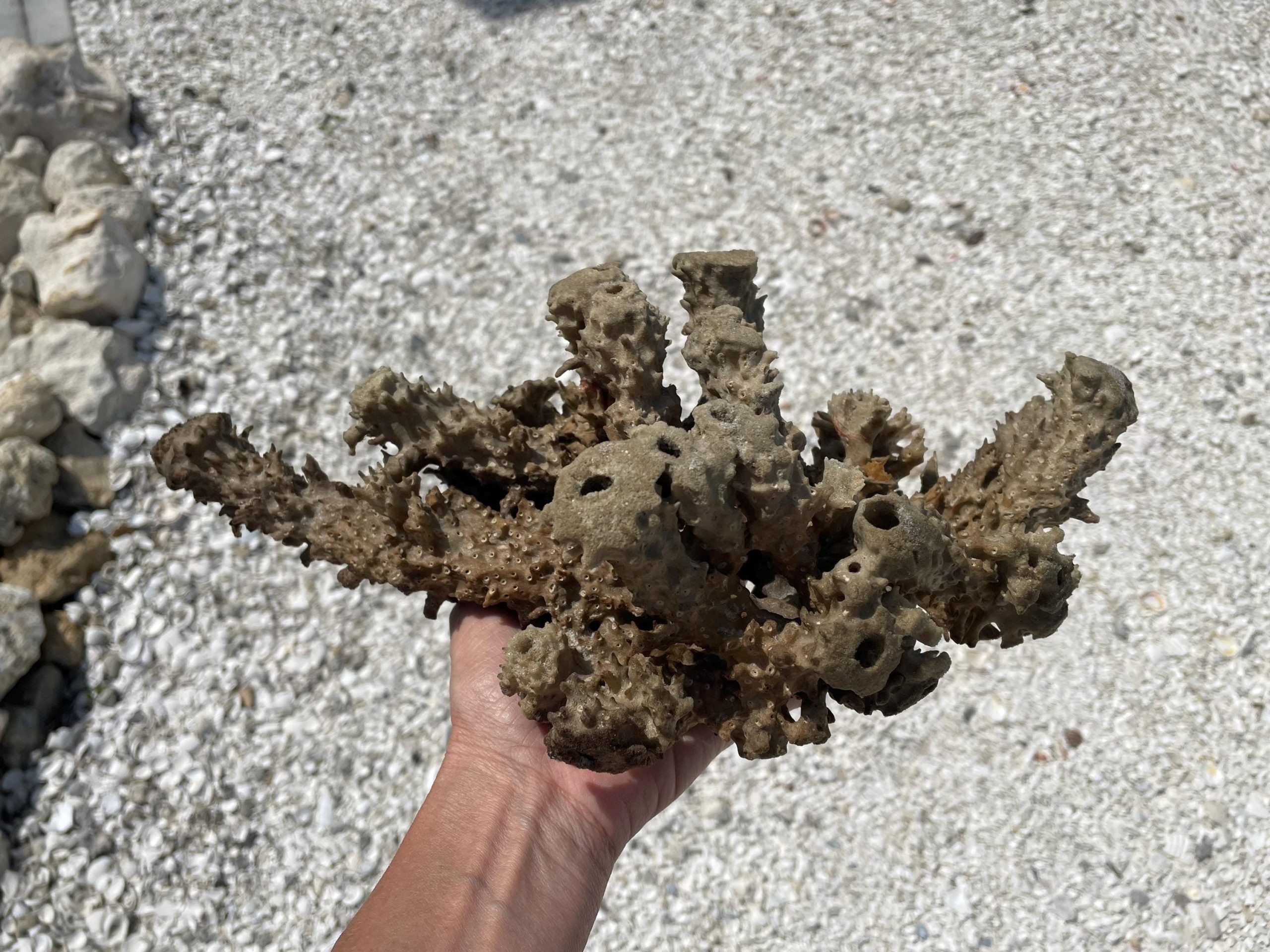 Beach Found Natural Stove Pipe Sea Sponge 13.5" Coastal Home Décor - Image 3