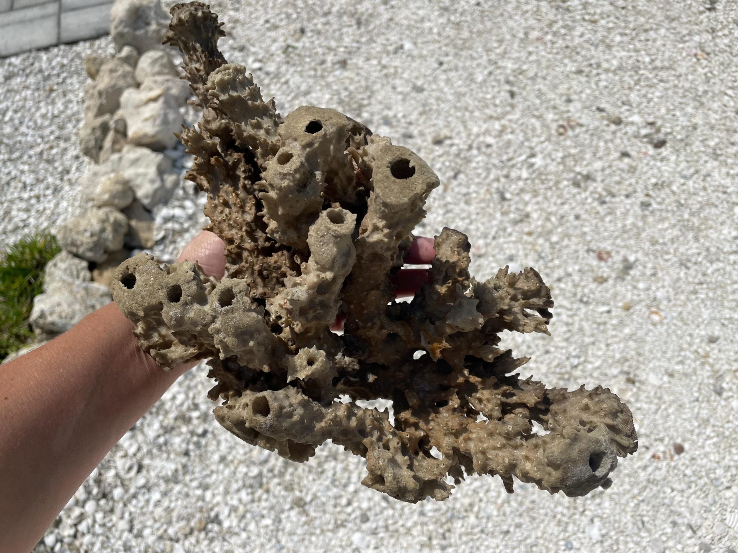 Beach Found Natural Stove Pipe Sea Sponge 13.5" Coastal Home Décor - Image 4