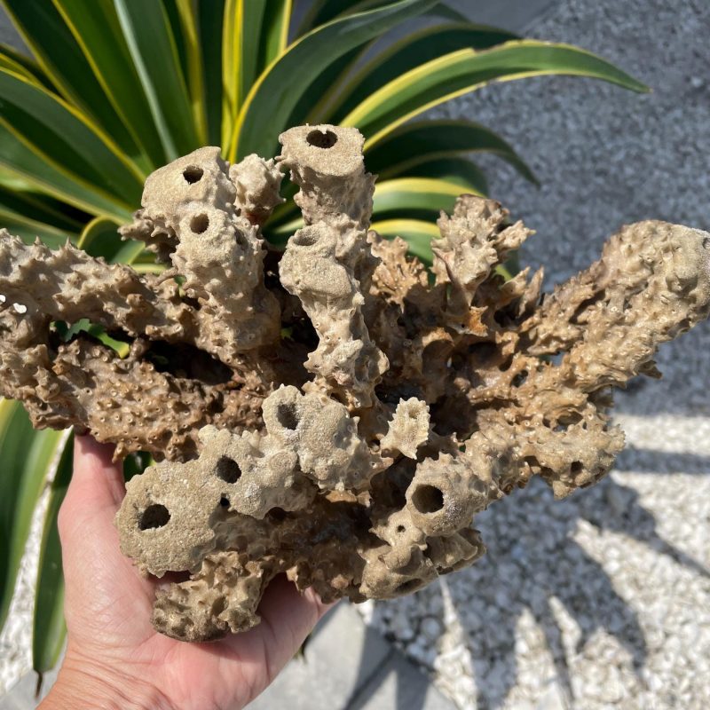 Beach Found Natural Stove Pipe Sea Sponge 13.5" Coastal Home Décor