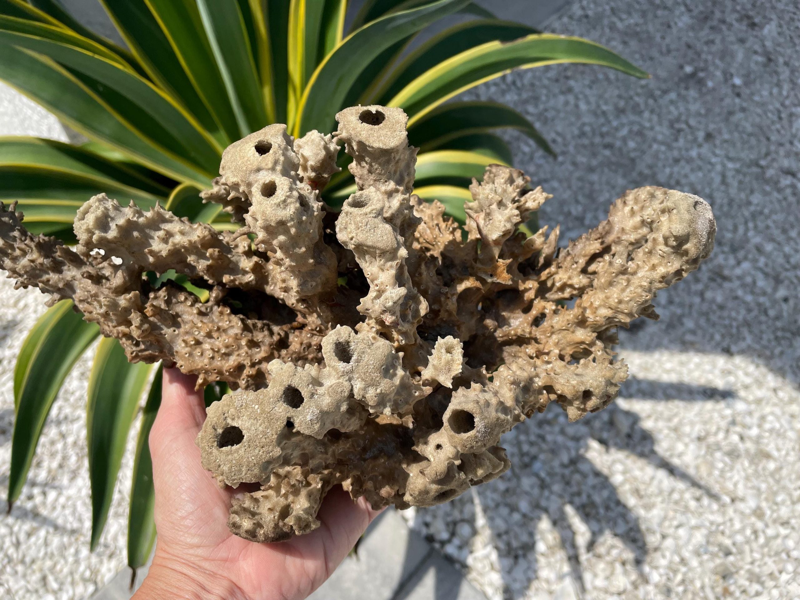 Beach Found Natural Stove Pipe Sea Sponge 13.5" Coastal Home Décor