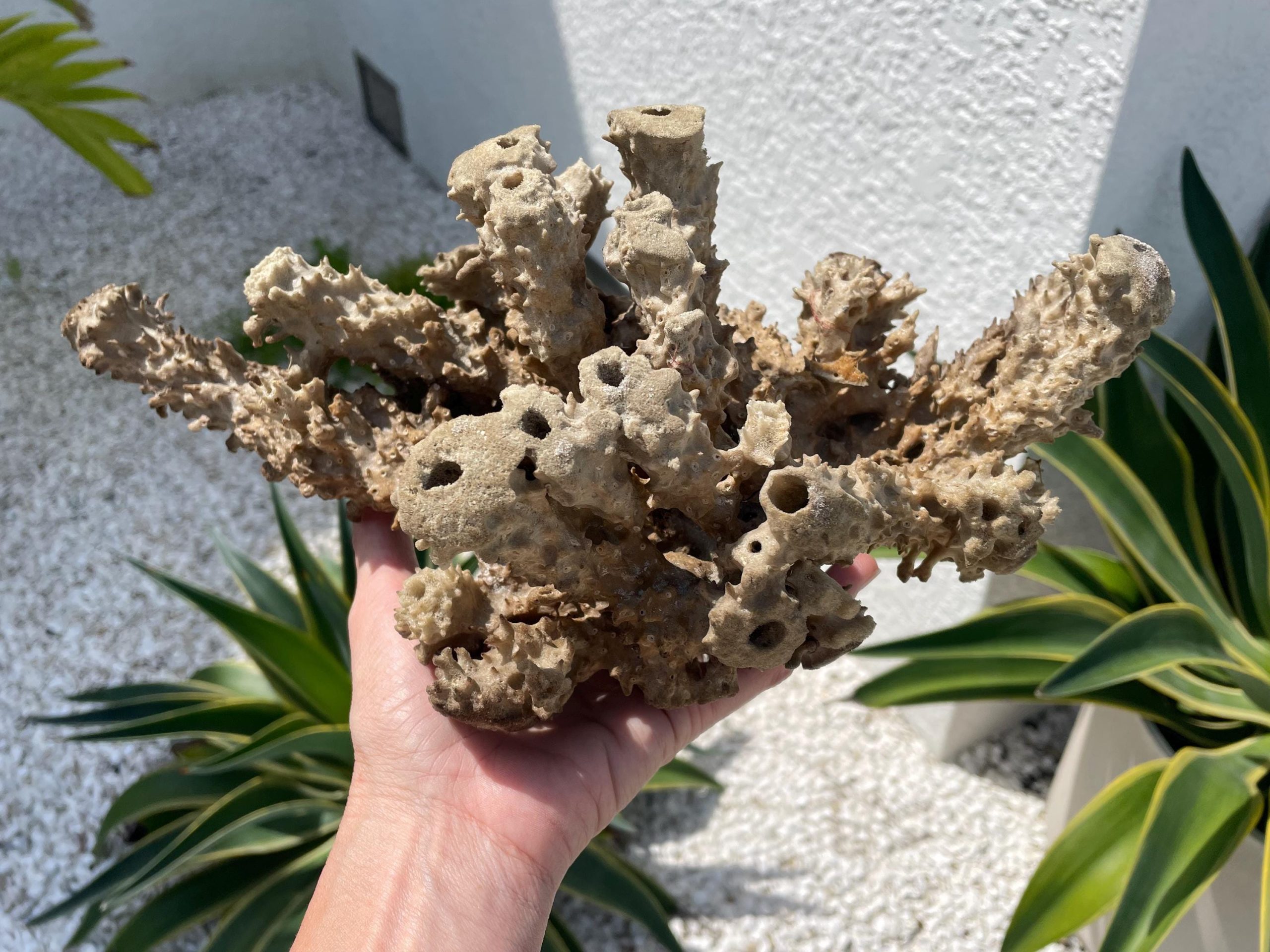 Beach Found Natural Stove Pipe Sea Sponge 13.5" Coastal Home Décor - Image 6