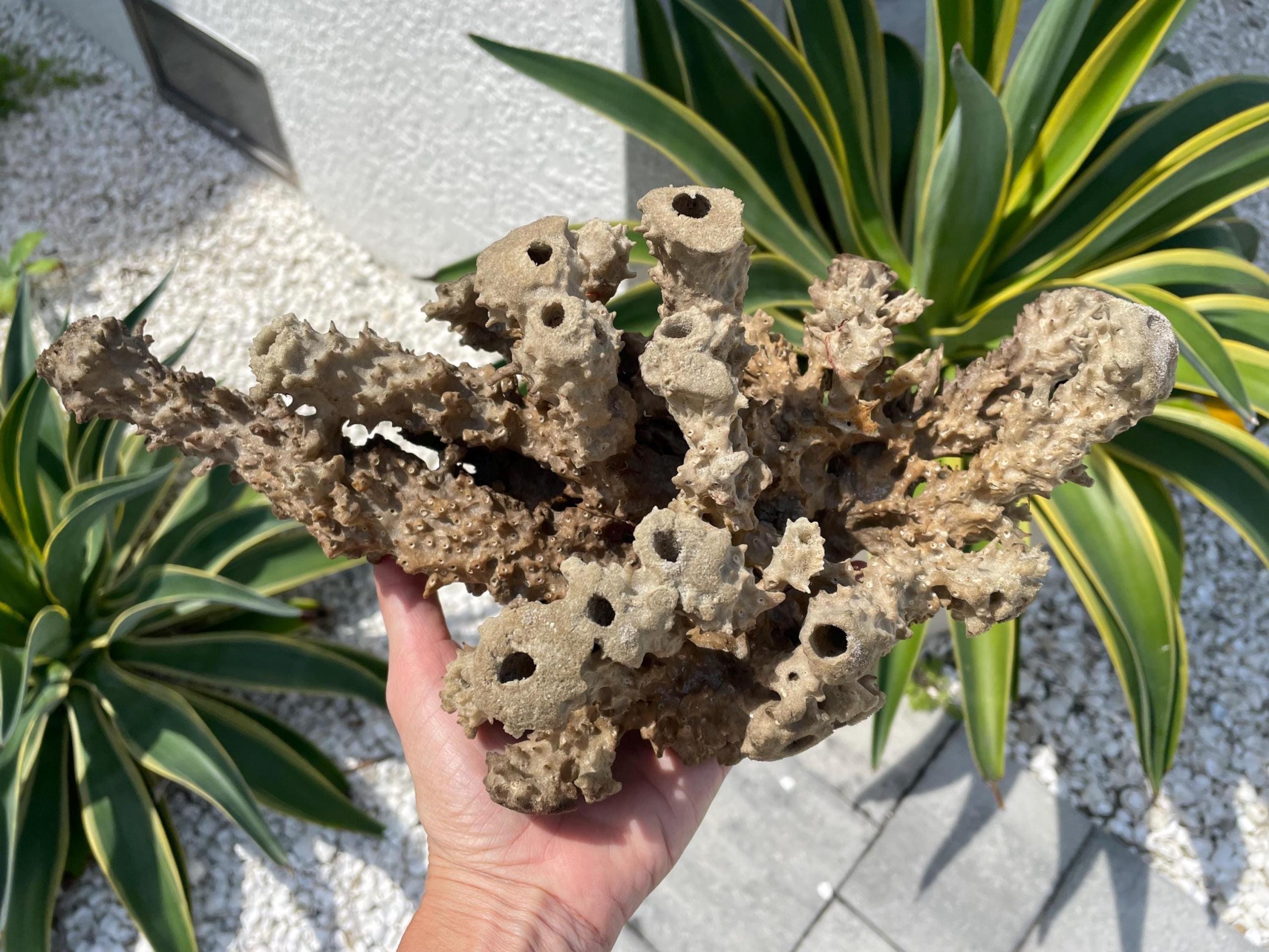 Beach Found Natural Stove Pipe Sea Sponge 13.5" Coastal Home Décor - Image 8