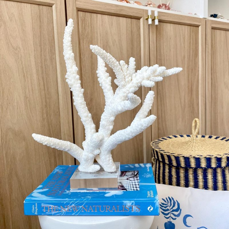 Mounted BRANCH CORAL 14.5" x 12" x 8.5" Fossil Specimen Coastal  Display Beach House Décor