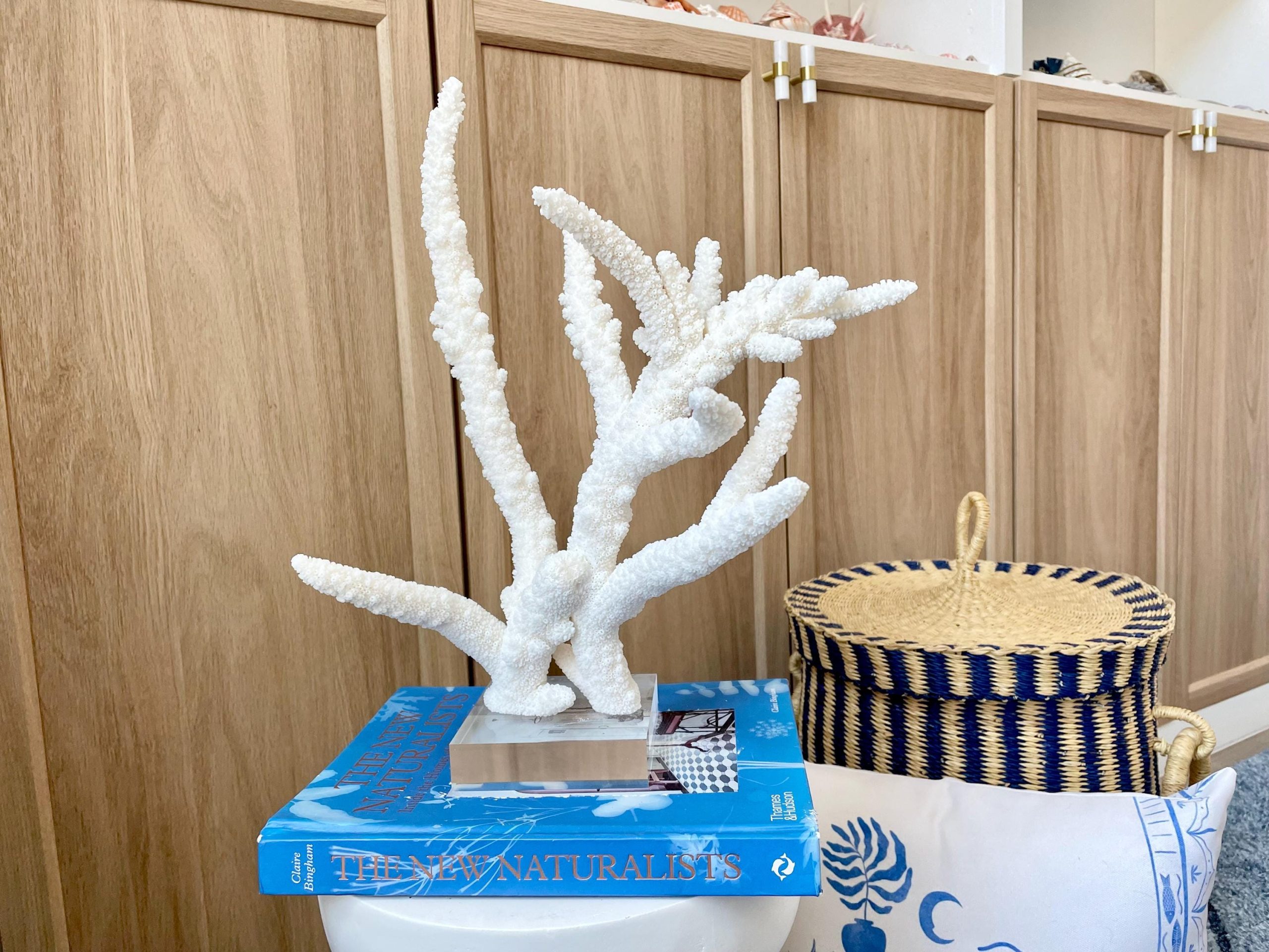 Mounted BRANCH CORAL 14.5" x 12" x 8.5" Fossil Specimen Coastal Display Beach House Décor