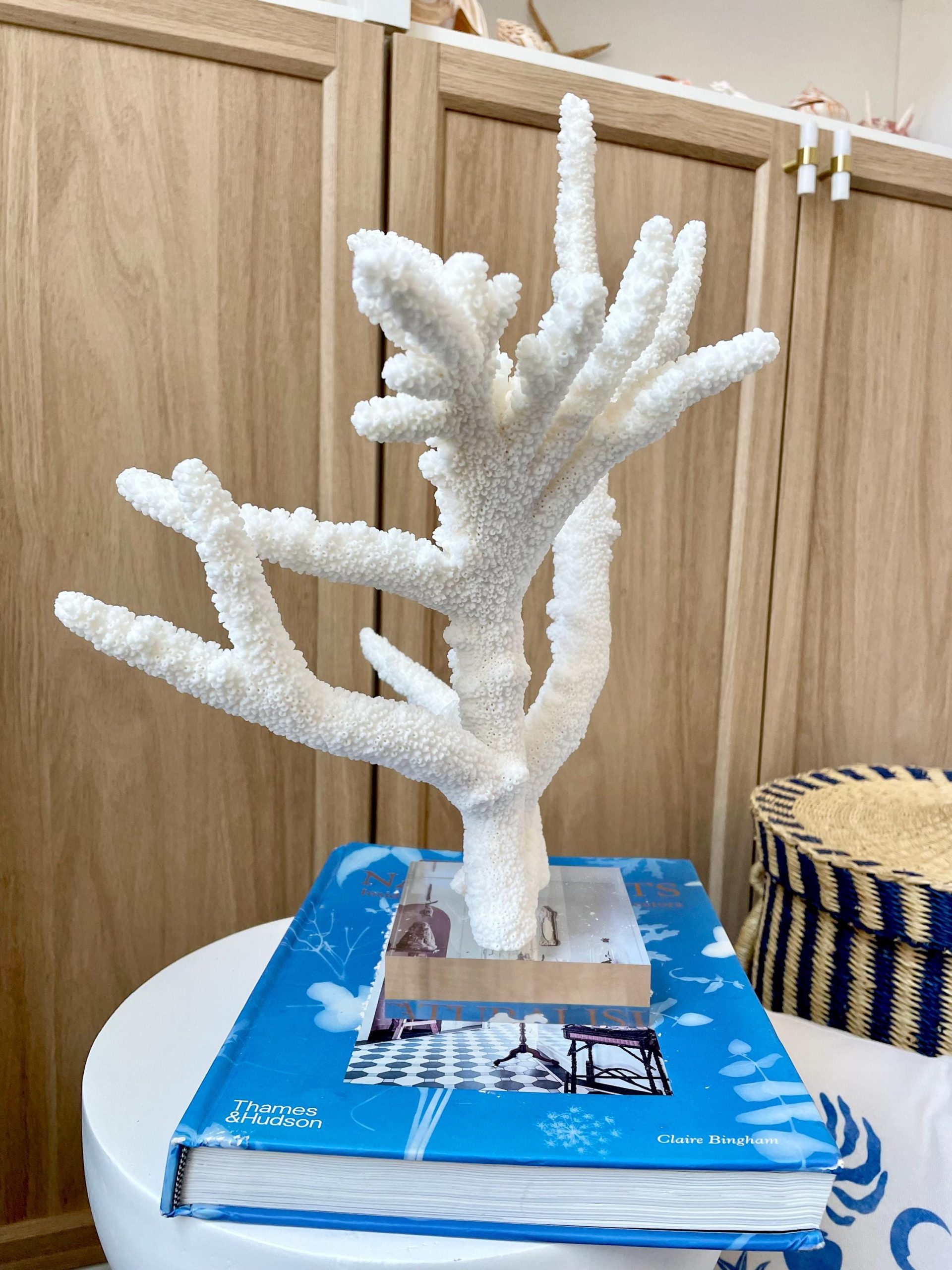 Mounted BRANCH CORAL 14.5" x 12" x 8.5" Fossil Specimen Coastal Display Beach House Décor - Image 9