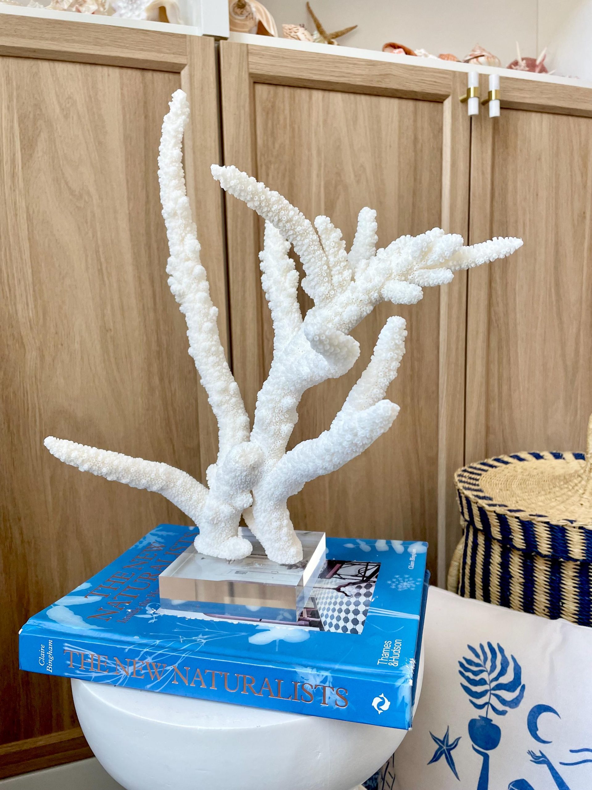 Mounted BRANCH CORAL 14.5" x 12" x 8.5" Fossil Specimen Coastal Display Beach House Décor - Image 2
