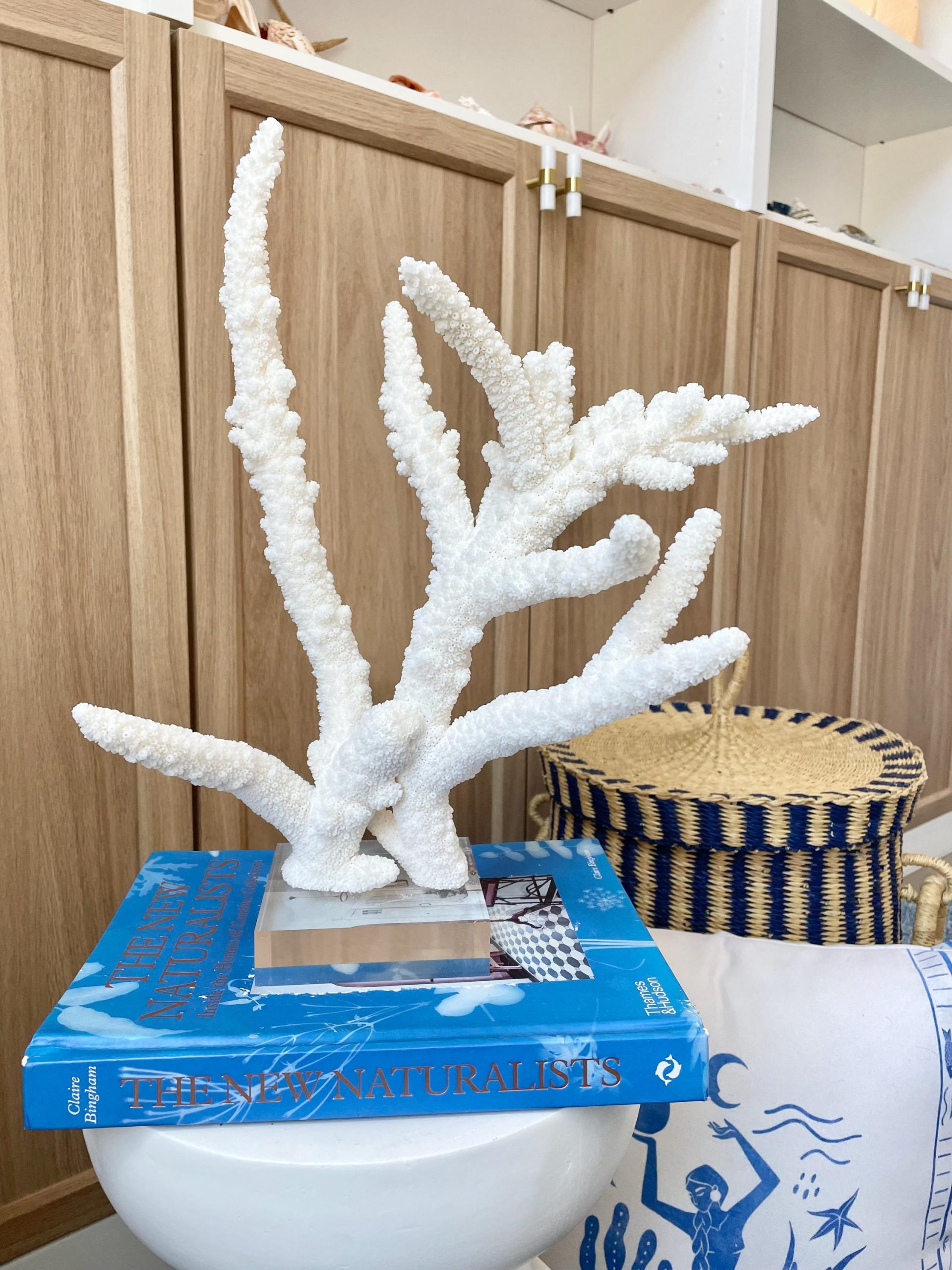 Mounted BRANCH CORAL 14.5" x 12" x 8.5" Fossil Specimen Coastal Display Beach House Décor - Image 11