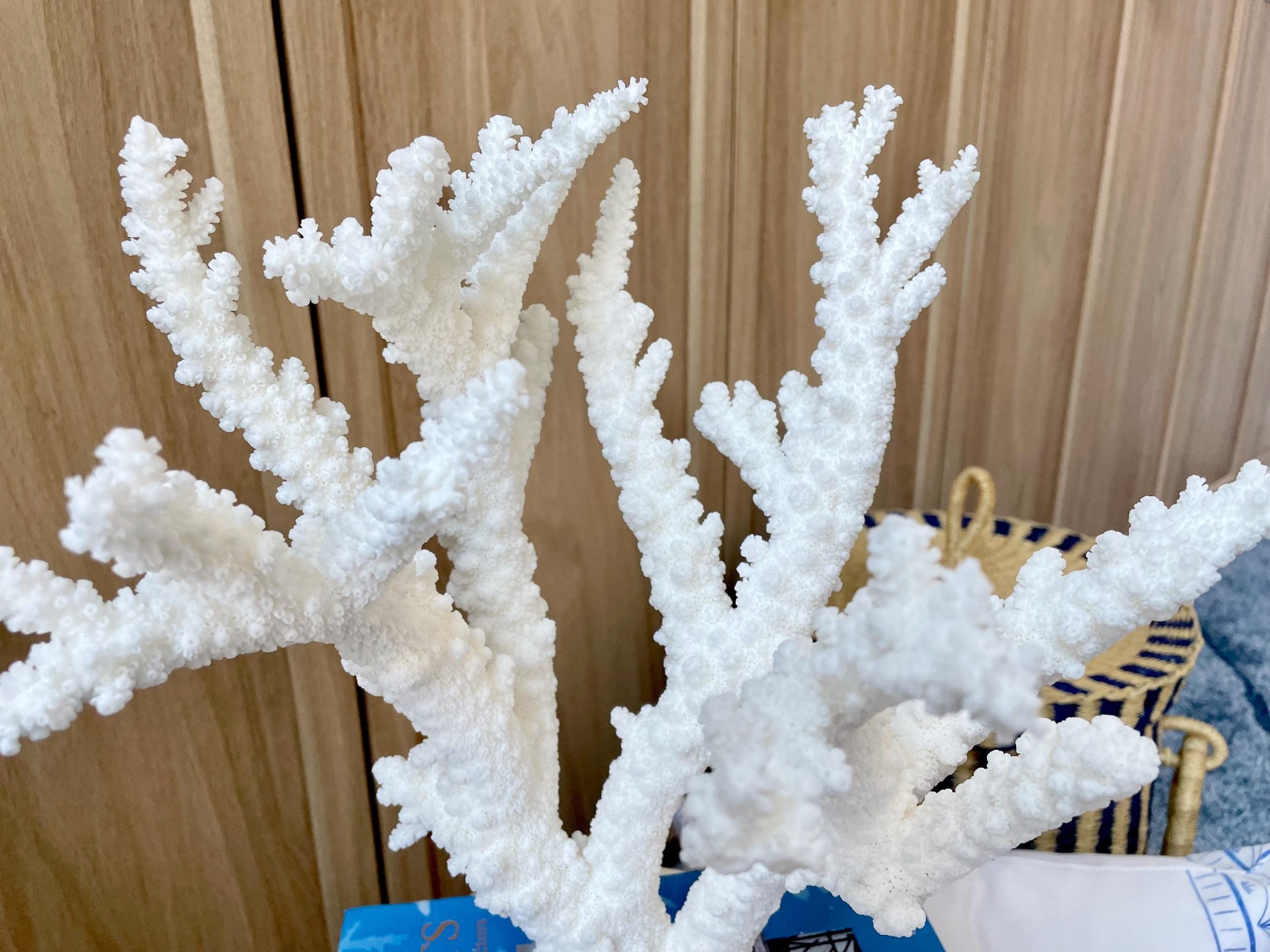 Mounted BRANCH CORAL 13.75" x 12" x 10" Fossil Specimen Coastal Display Beach House Décor - Image 4