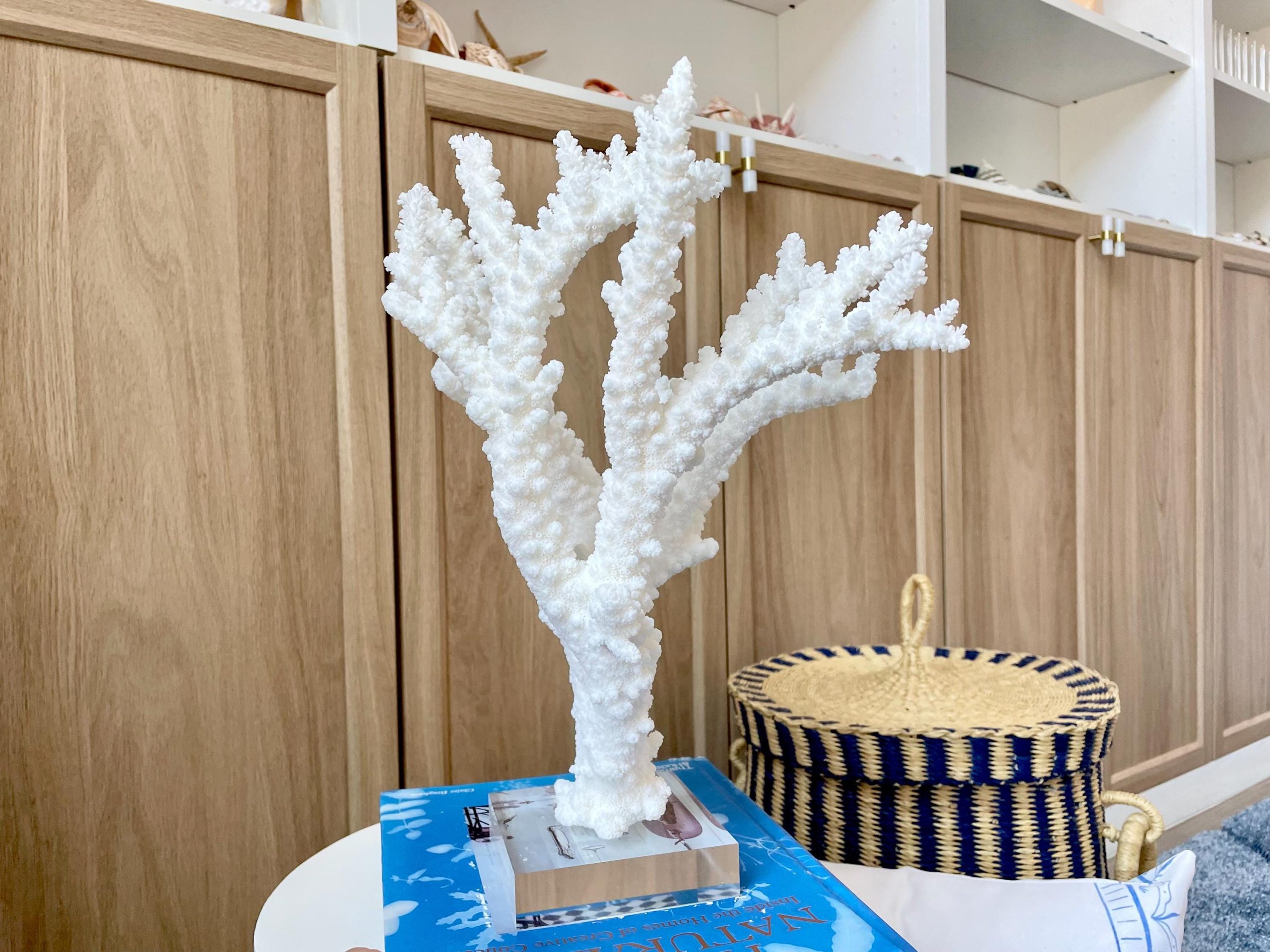 Mounted BRANCH CORAL 13.75" x 12" x 10" Fossil Specimen Coastal Display Beach House Décor - Image 5