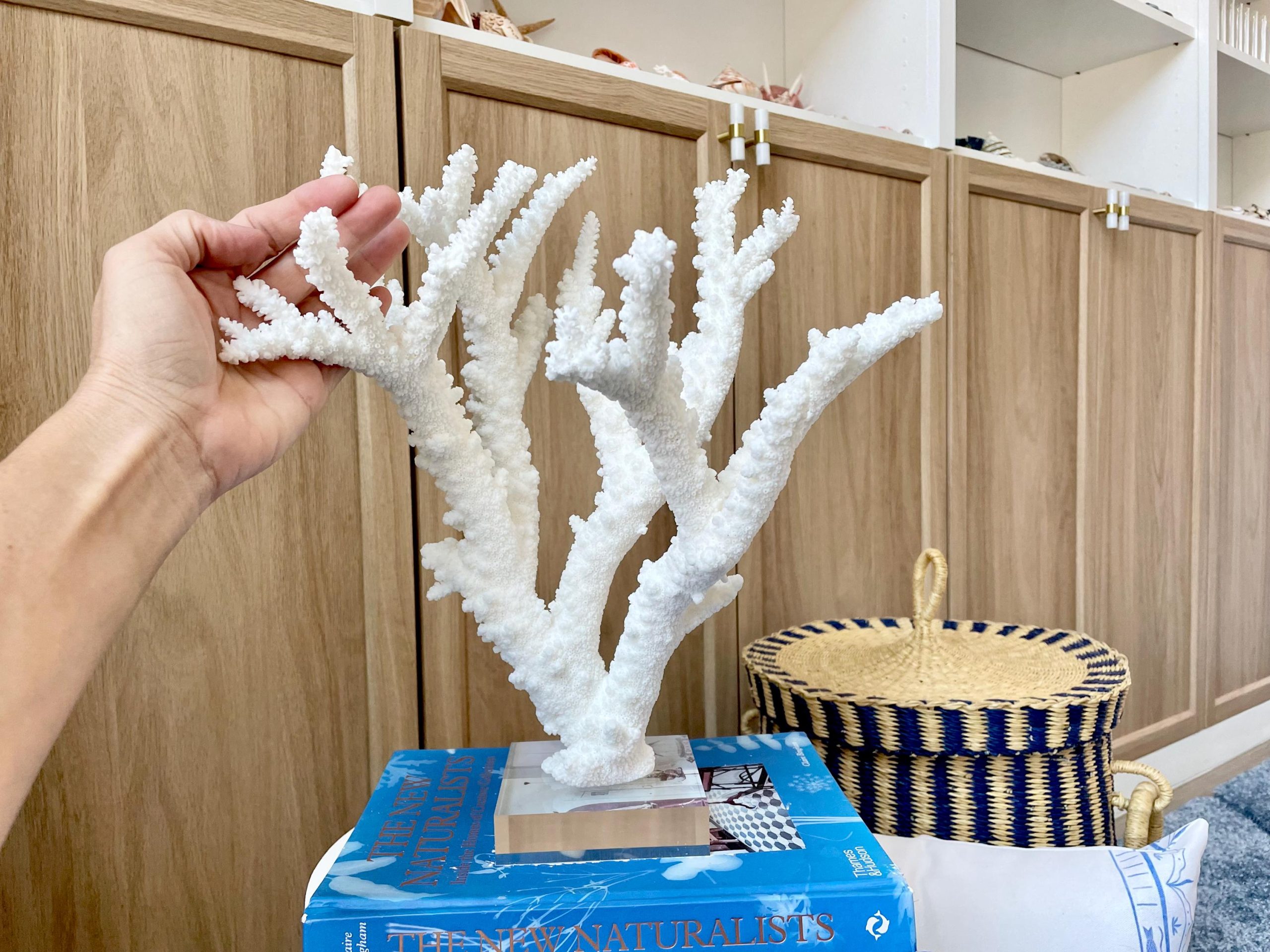 Mounted BRANCH CORAL 13.75" x 12" x 10" Fossil Specimen Coastal Display Beach House Décor - Image 6