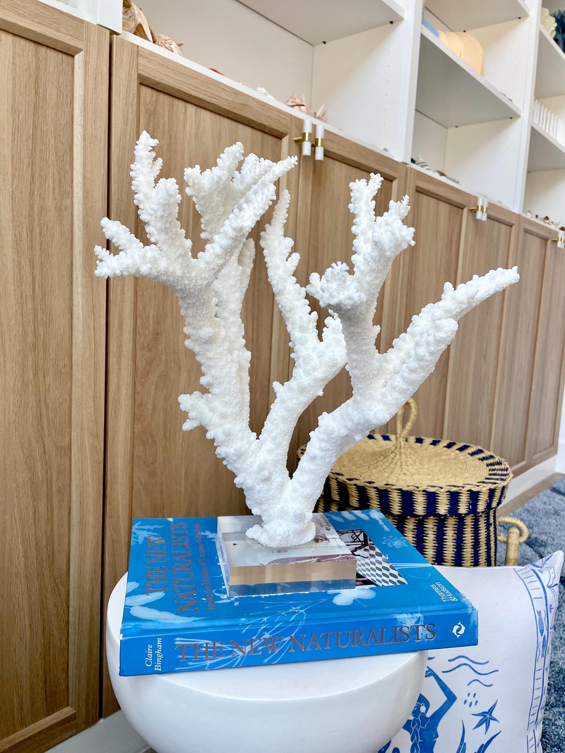 Mounted BRANCH CORAL 13.75" x 12" x 10" Fossil Specimen Coastal Display Beach House Décor - Image 12