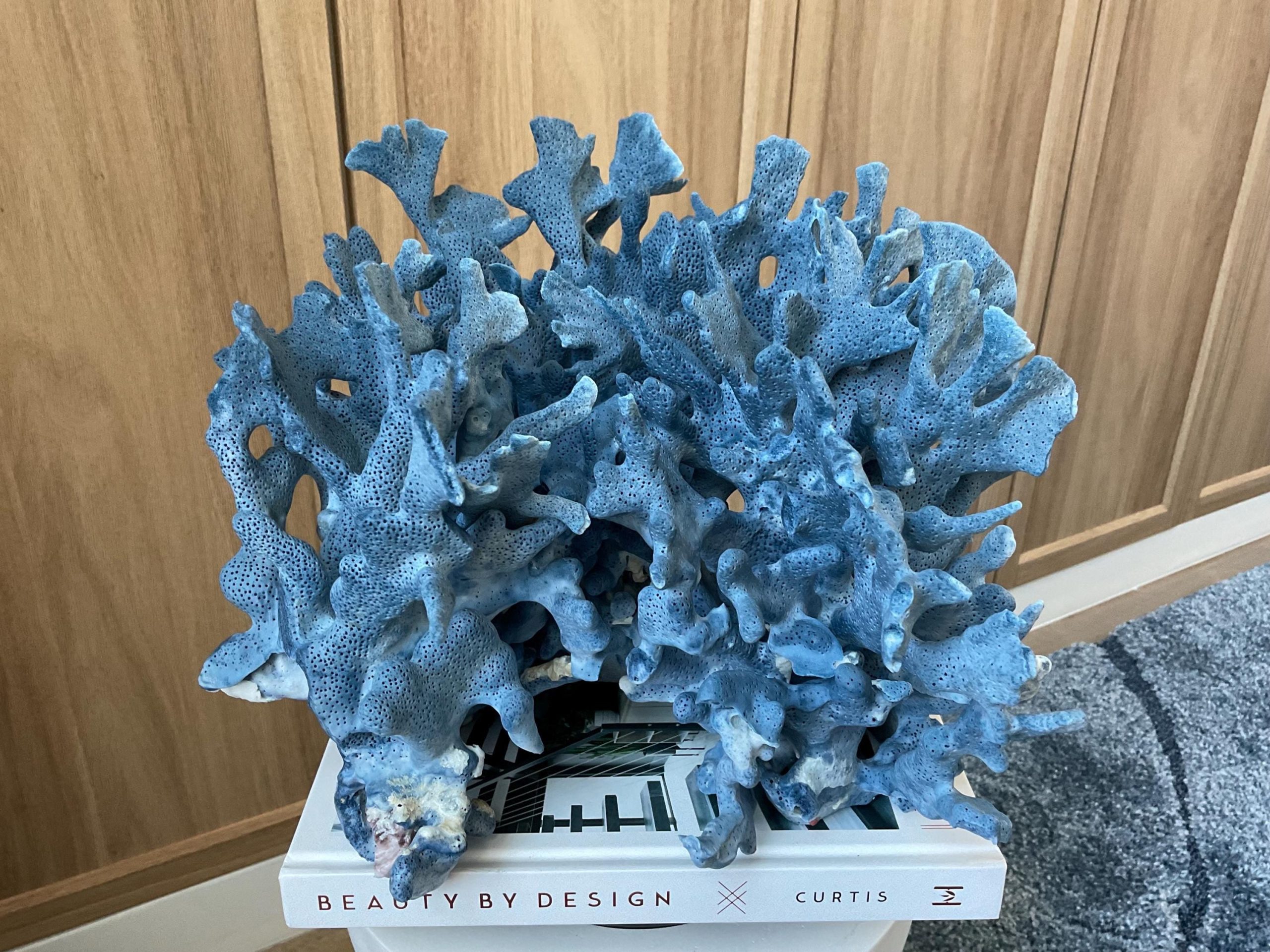 Blue Ridge Coral Fossil Specimen: 12.5" x 10" x 9" Coastal Beach House Décor - Image 5