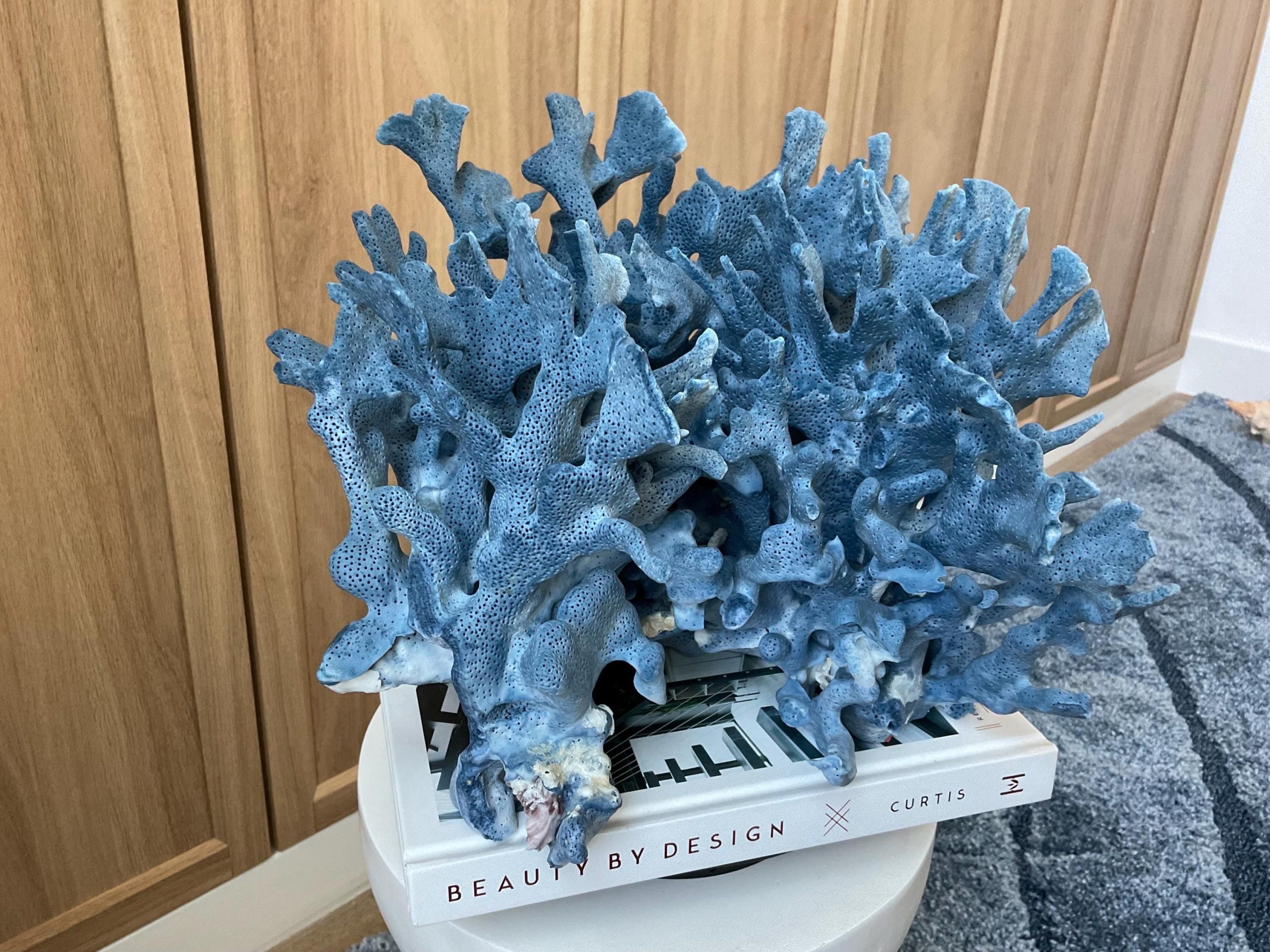 Blue Ridge Coral Fossil Specimen: 12.5" x 10" x 9" Coastal Beach House Décor - Image 10