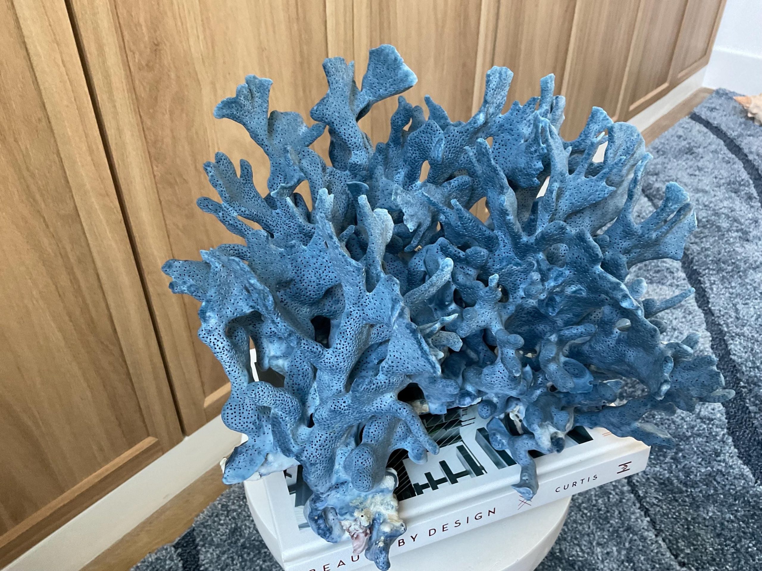 Blue Ridge Coral Fossil Specimen: 12.5" x 10" x 9" Coastal Beach House Décor - Image 4