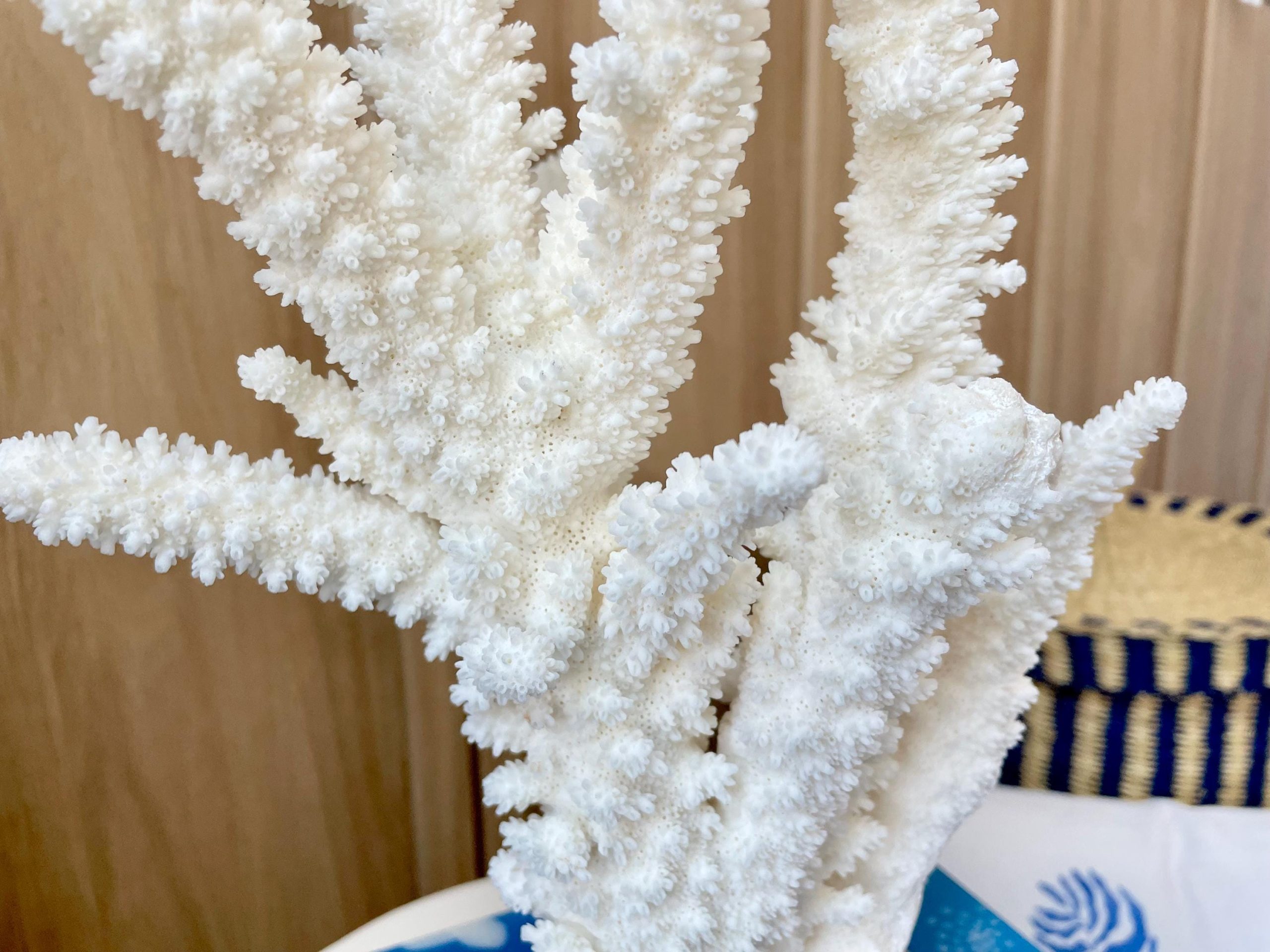 Mounted BRANCH CORAL 13.75" x 8.5" x 9" Fossil Specimen Coastal Display Beach House Décor - Image 8