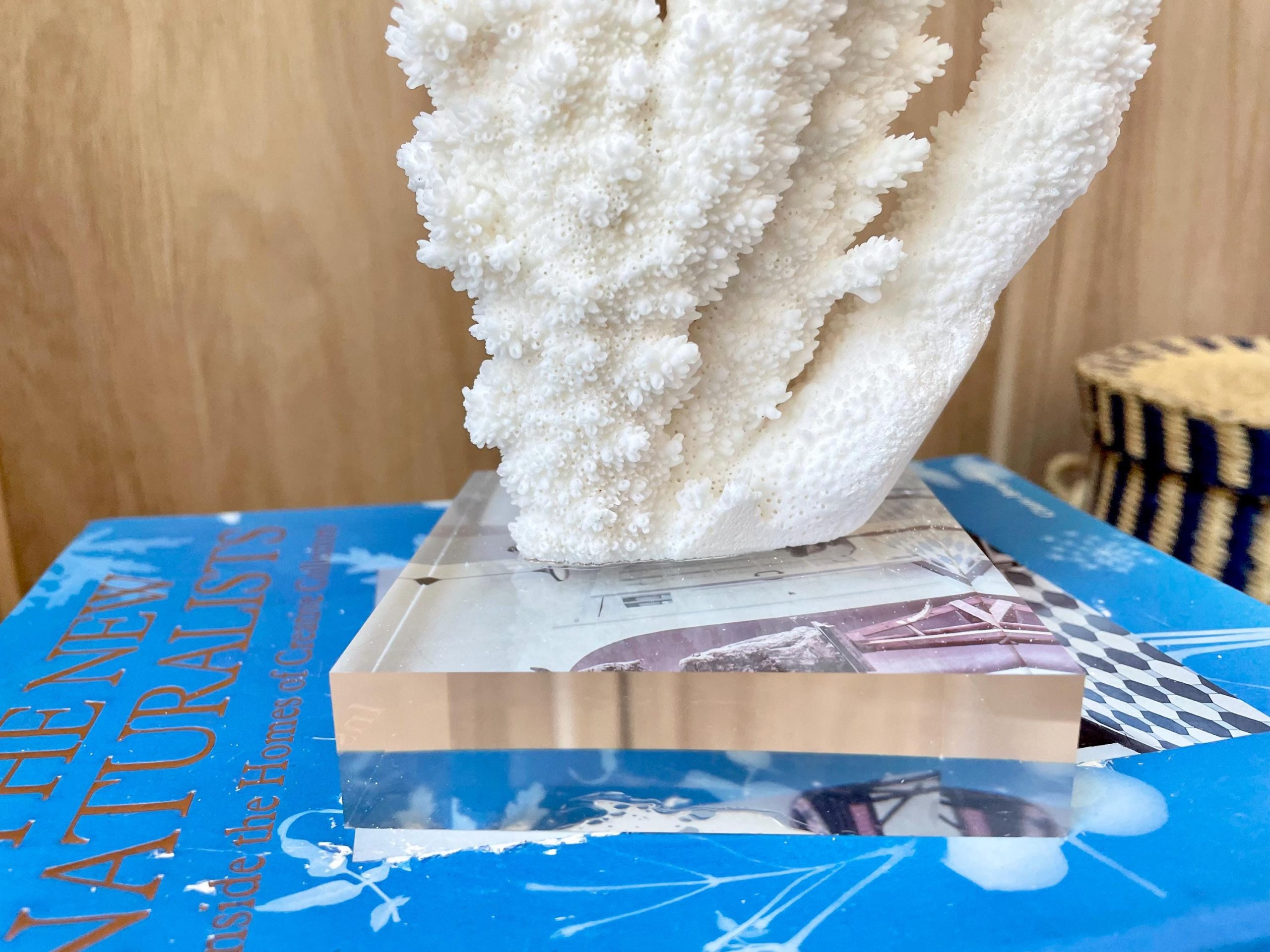 Mounted BRANCH CORAL 13.75" x 8.5" x 9" Fossil Specimen Coastal Display Beach House Décor - Image 9