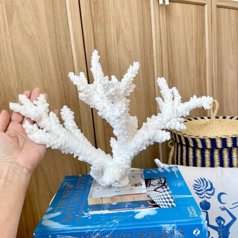 Mounted BRANCH CORAL 15" x 10.75" x 7.5" Fossil Specimen Coastal  Display Beach House Décor