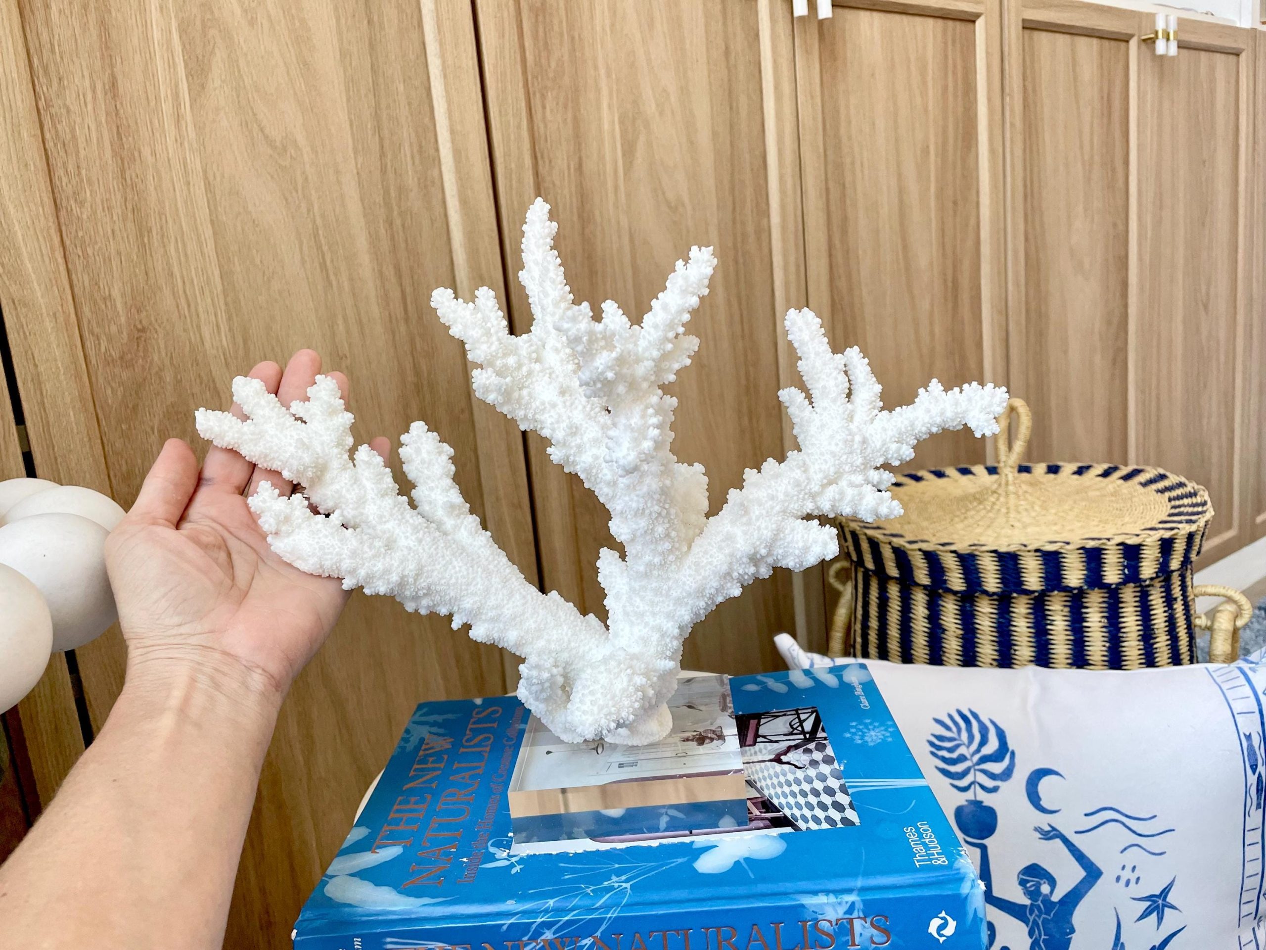 Mounted BRANCH CORAL 15" x 10.75" x 7.5" Fossil Specimen Coastal Display Beach House Décor