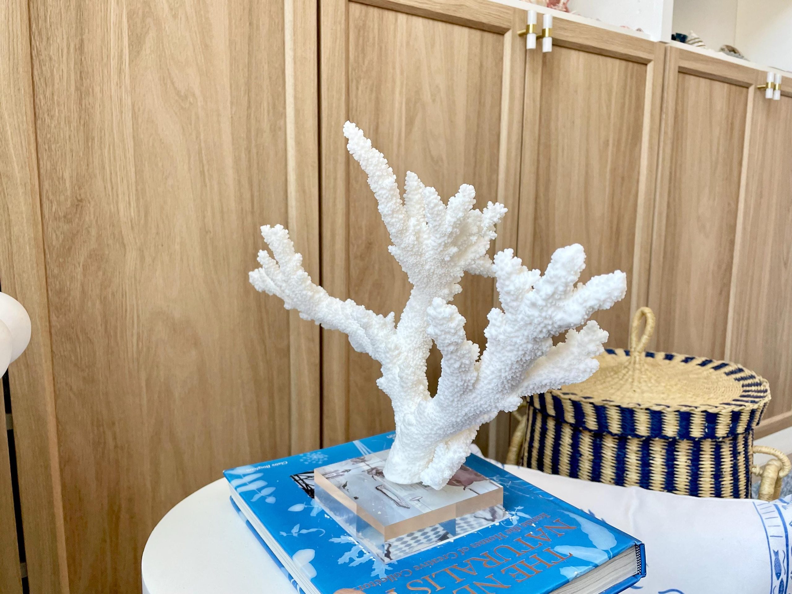 Mounted BRANCH CORAL 15" x 10.75" x 7.5" Fossil Specimen Coastal Display Beach House Décor - Image 6