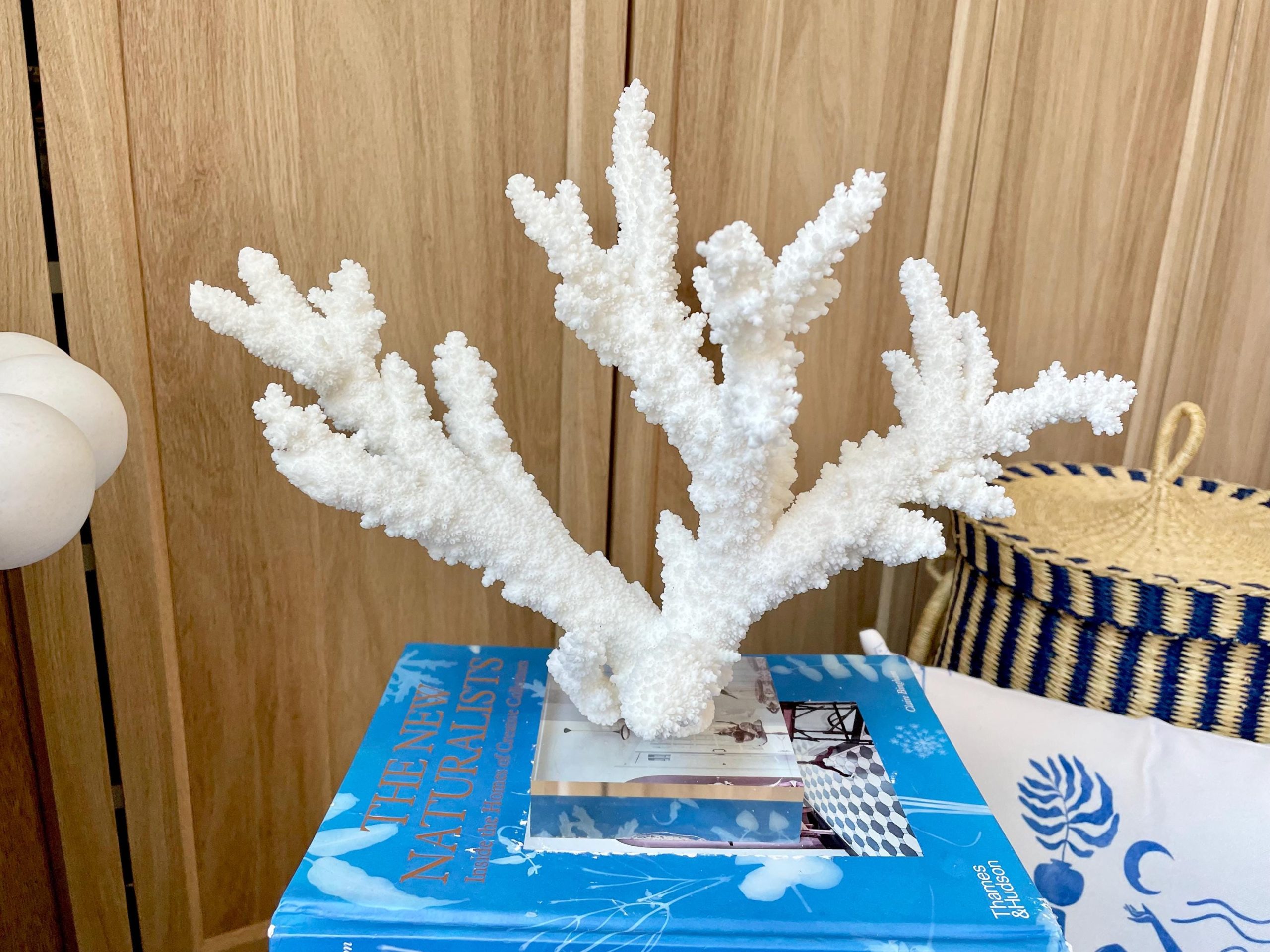 Mounted BRANCH CORAL 15" x 10.75" x 7.5" Fossil Specimen Coastal Display Beach House Décor - Image 8