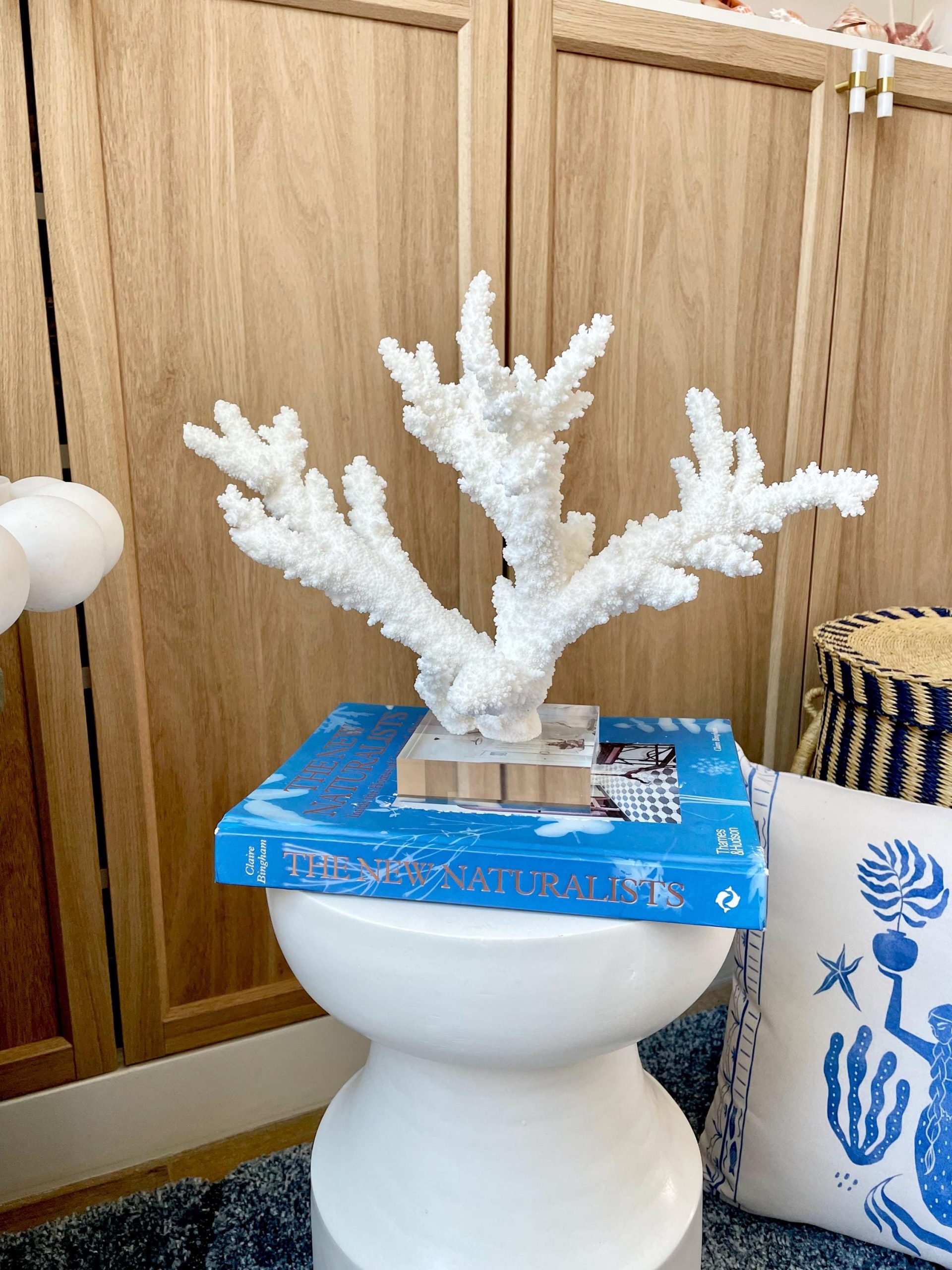 Mounted BRANCH CORAL 15" x 10.75" x 7.5" Fossil Specimen Coastal Display Beach House Décor - Image 13