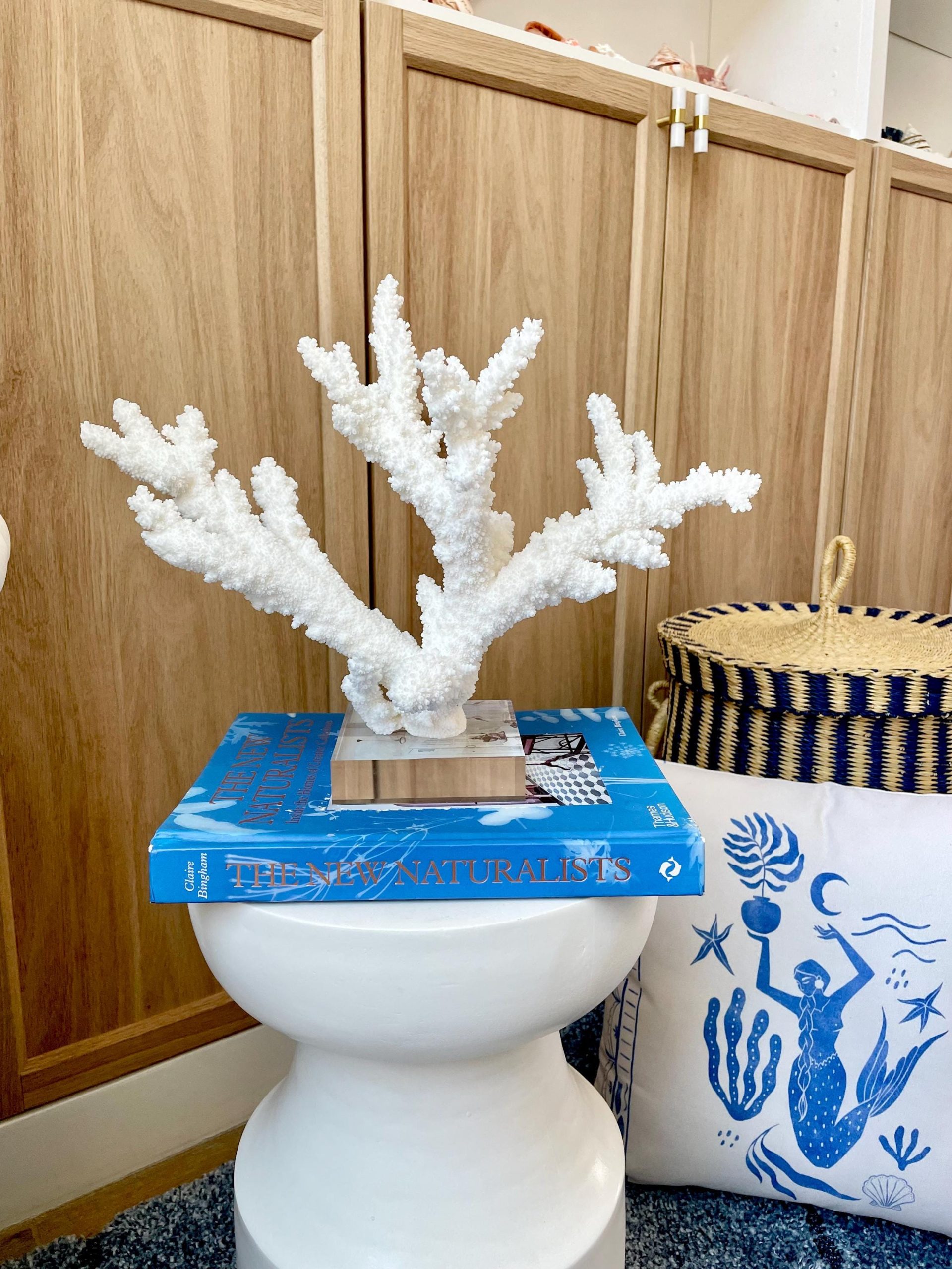 Mounted BRANCH CORAL 15" x 10.75" x 7.5" Fossil Specimen Coastal Display Beach House Décor - Image 14