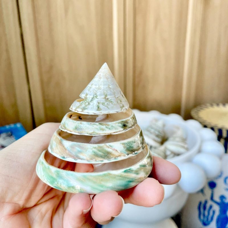 Green Spiral Cut Trochus Seashell: You Choose Size, Natural Shells Décor