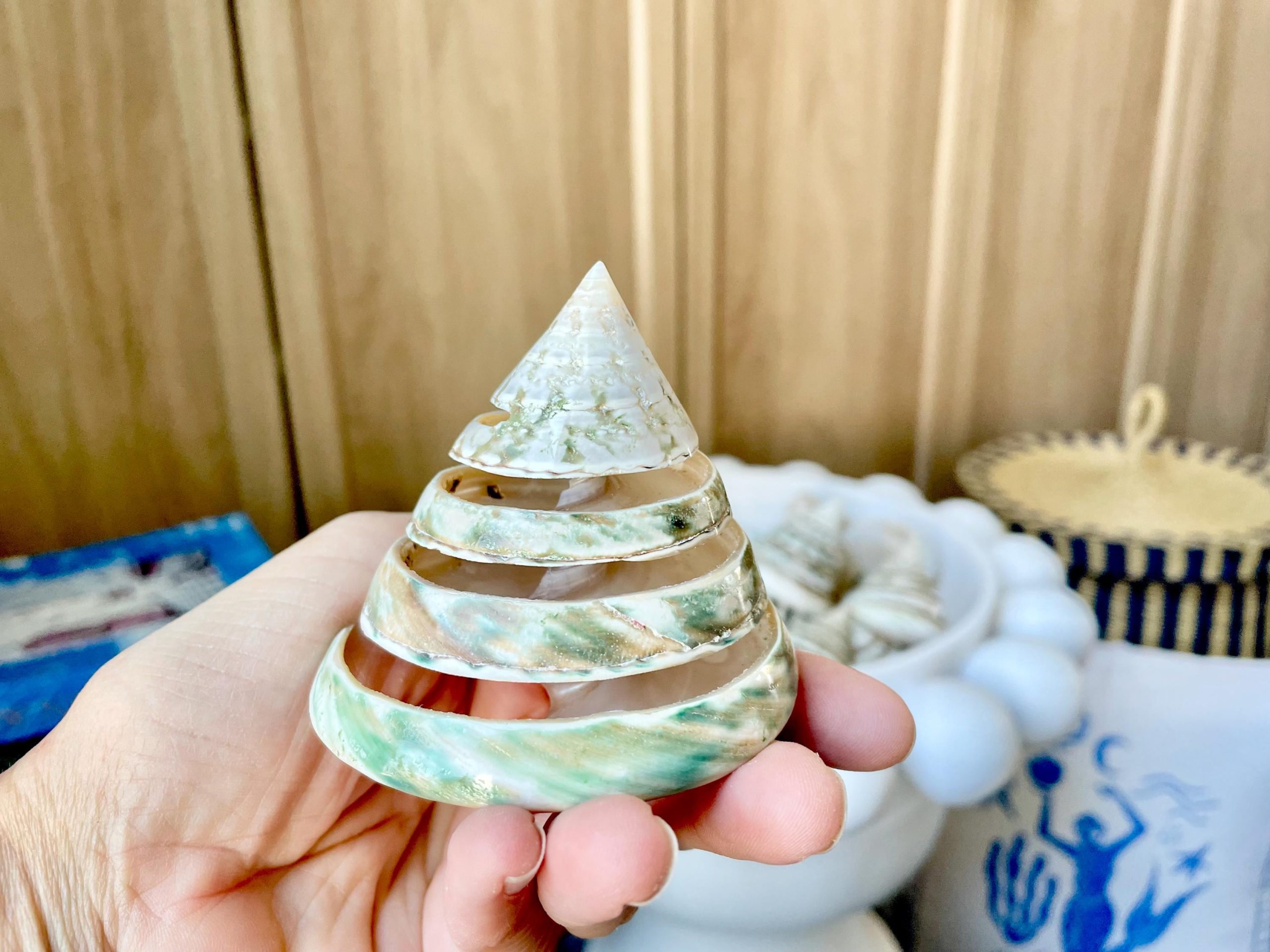 Green Spiral Cut Trochus Seashell: You Choose Size, Natural Shells Décor