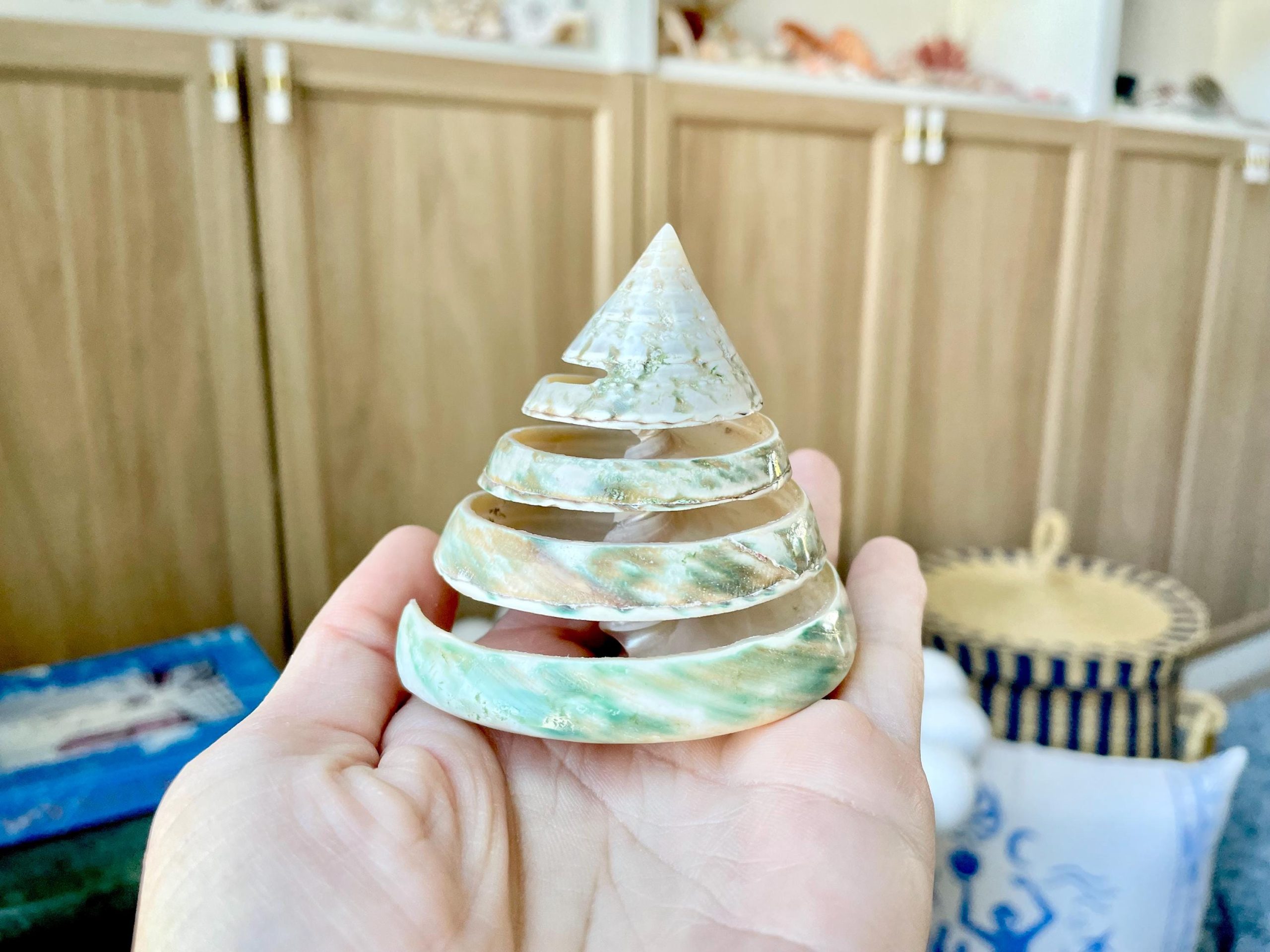 Green Spiral Cut Trochus Seashell: You Choose Size, Natural Shells Décor - Image 3